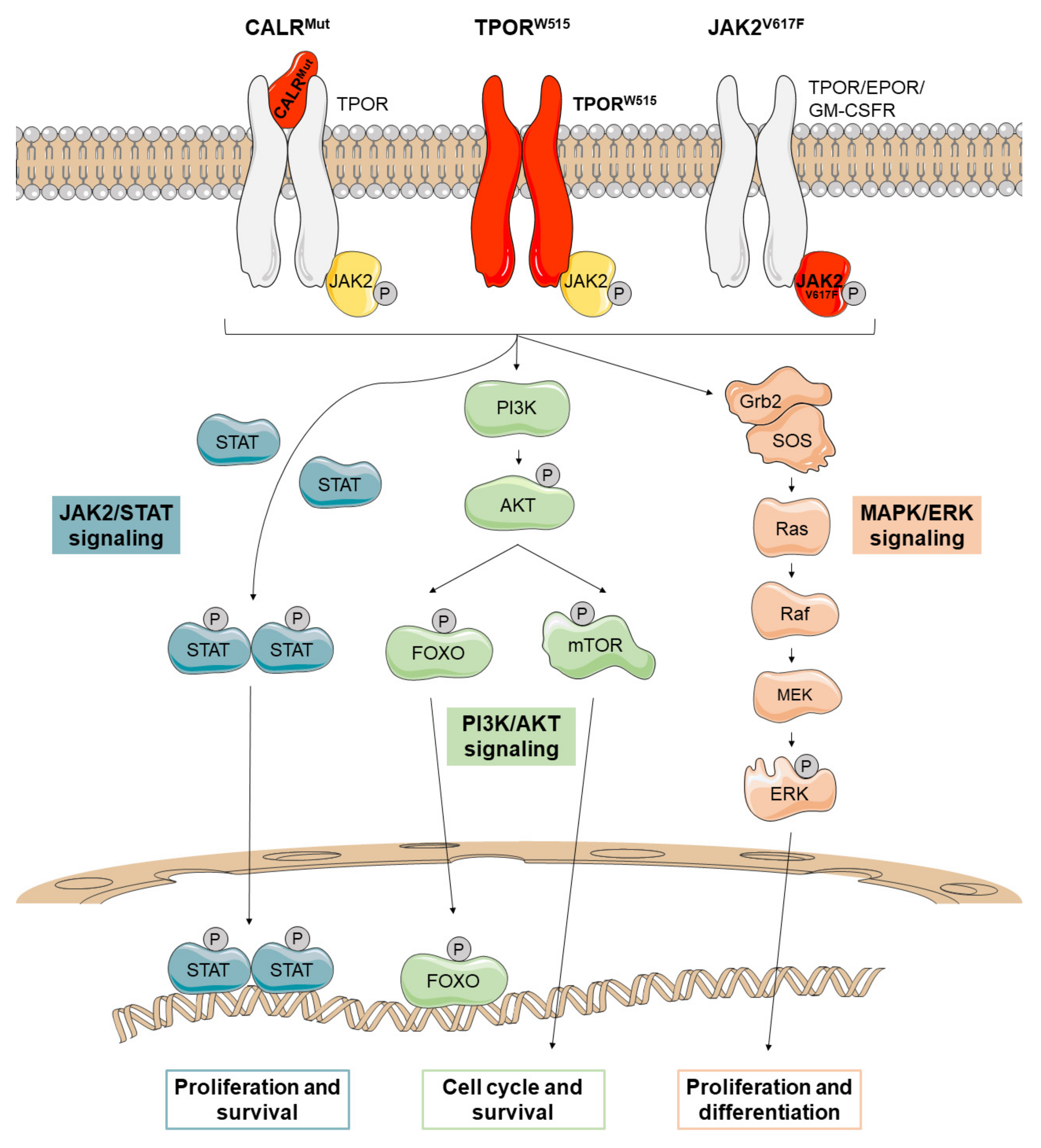 Cancers Free Full Text A Broad Overview Of Signaling In Ph Negative Classic Myeloproliferative Neoplasms Html