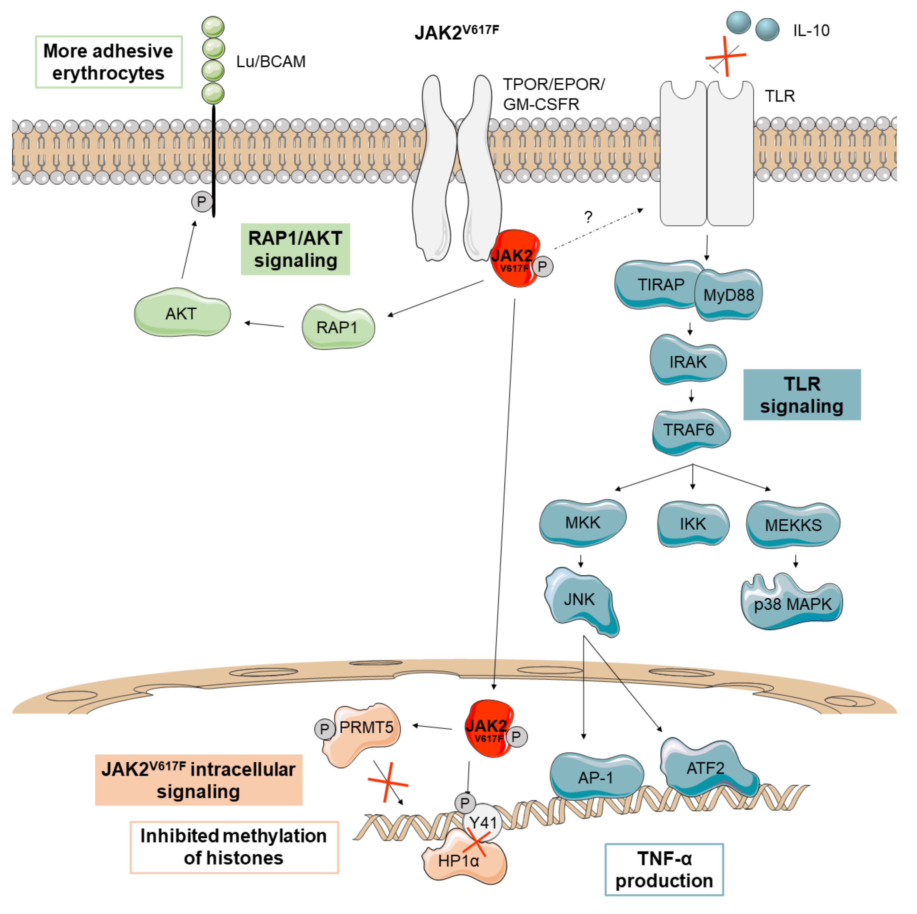 Cancers 13 00984 g002 Cancers 13 00984 g002