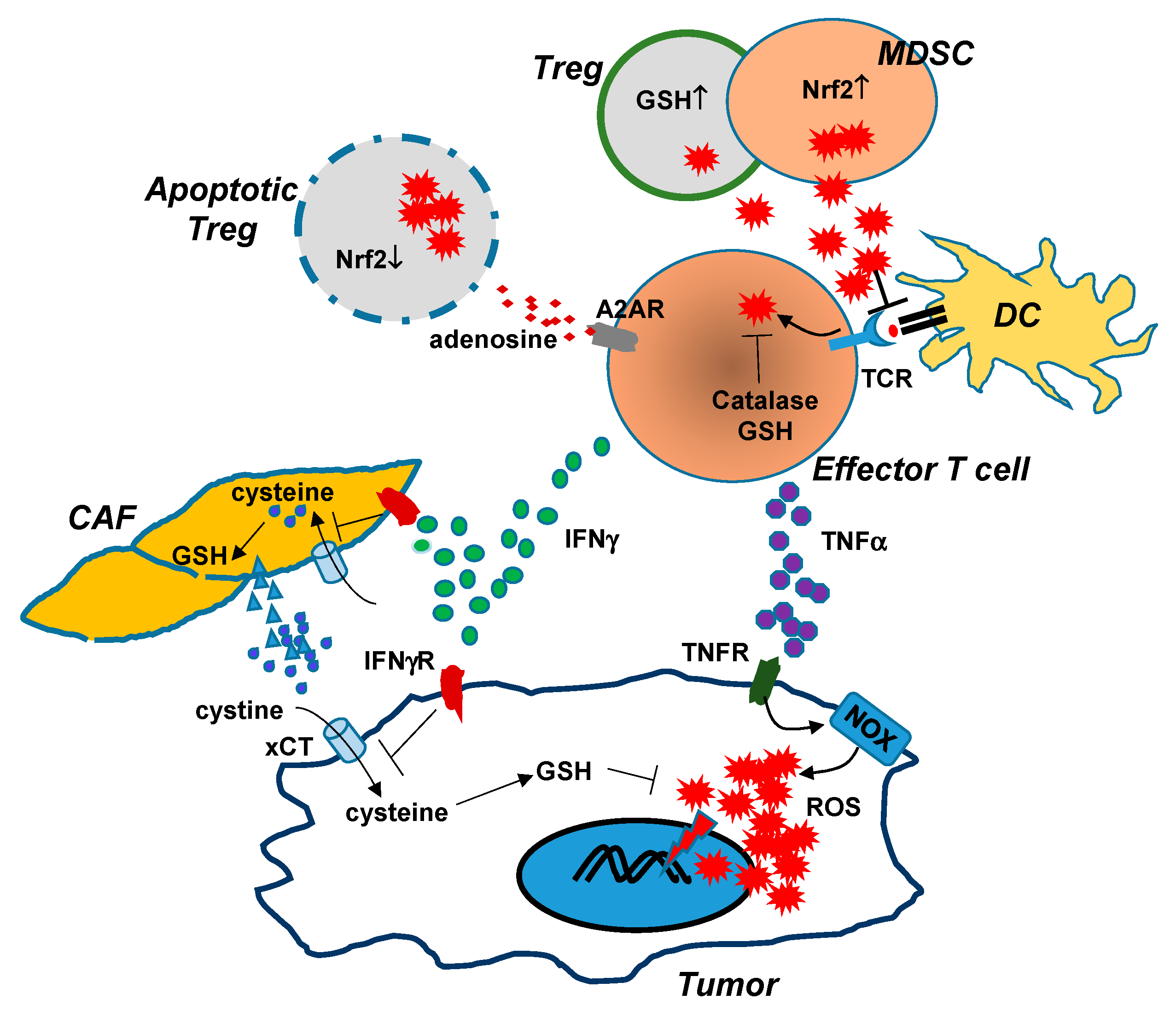 Cancers | Free Full-Text | Oxidative Stress in the Tumor 