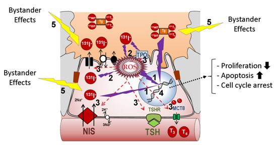 Cancers 13 00995 g001 550
