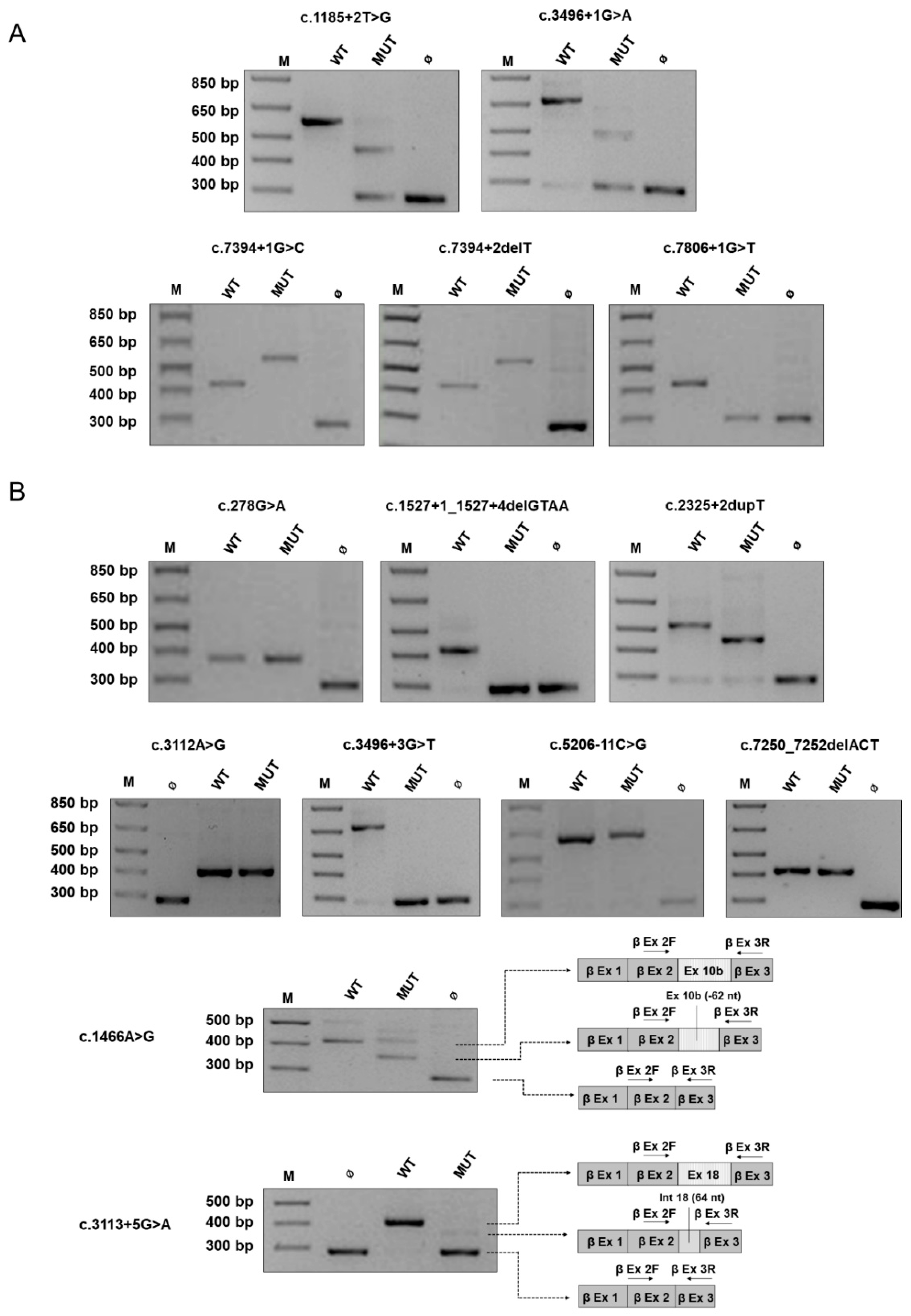 Cancers 13 00999 g002 Cancers 13 00999 g002