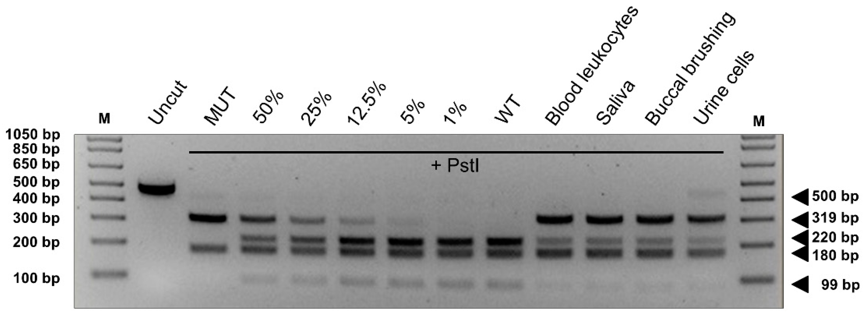 Cancers 13 00999 g004 Cancers 13 00999 g004