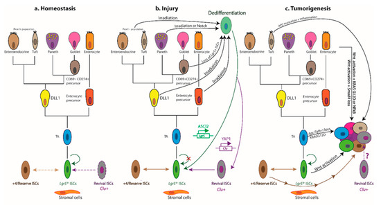 Subversion of Niche-Signalling Pathways in Colorectal Cancer Subversion of Niche-Signalling Pathways in Colorectal Cancer