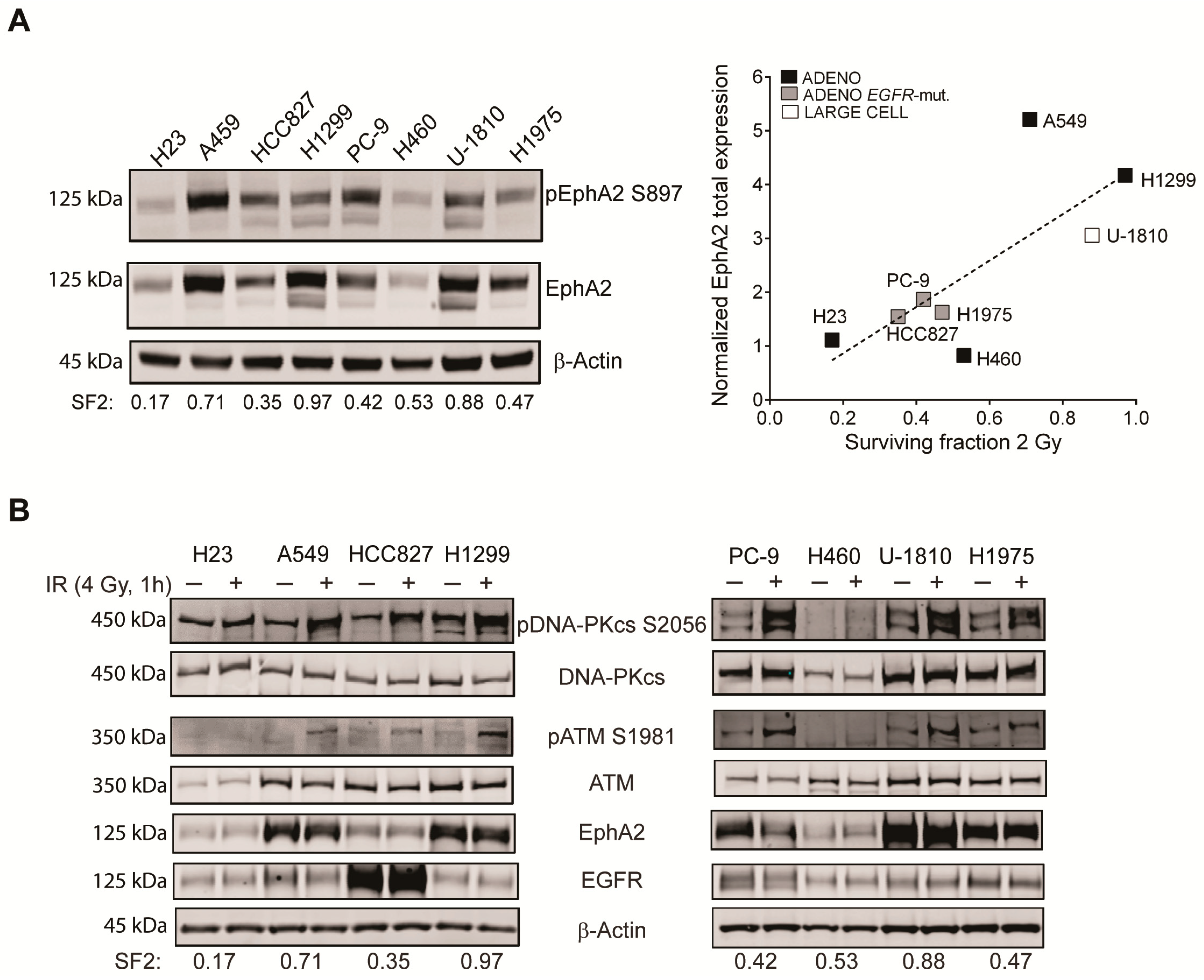 Cancers 13 01010 g001 Cancers 13 01010 g001