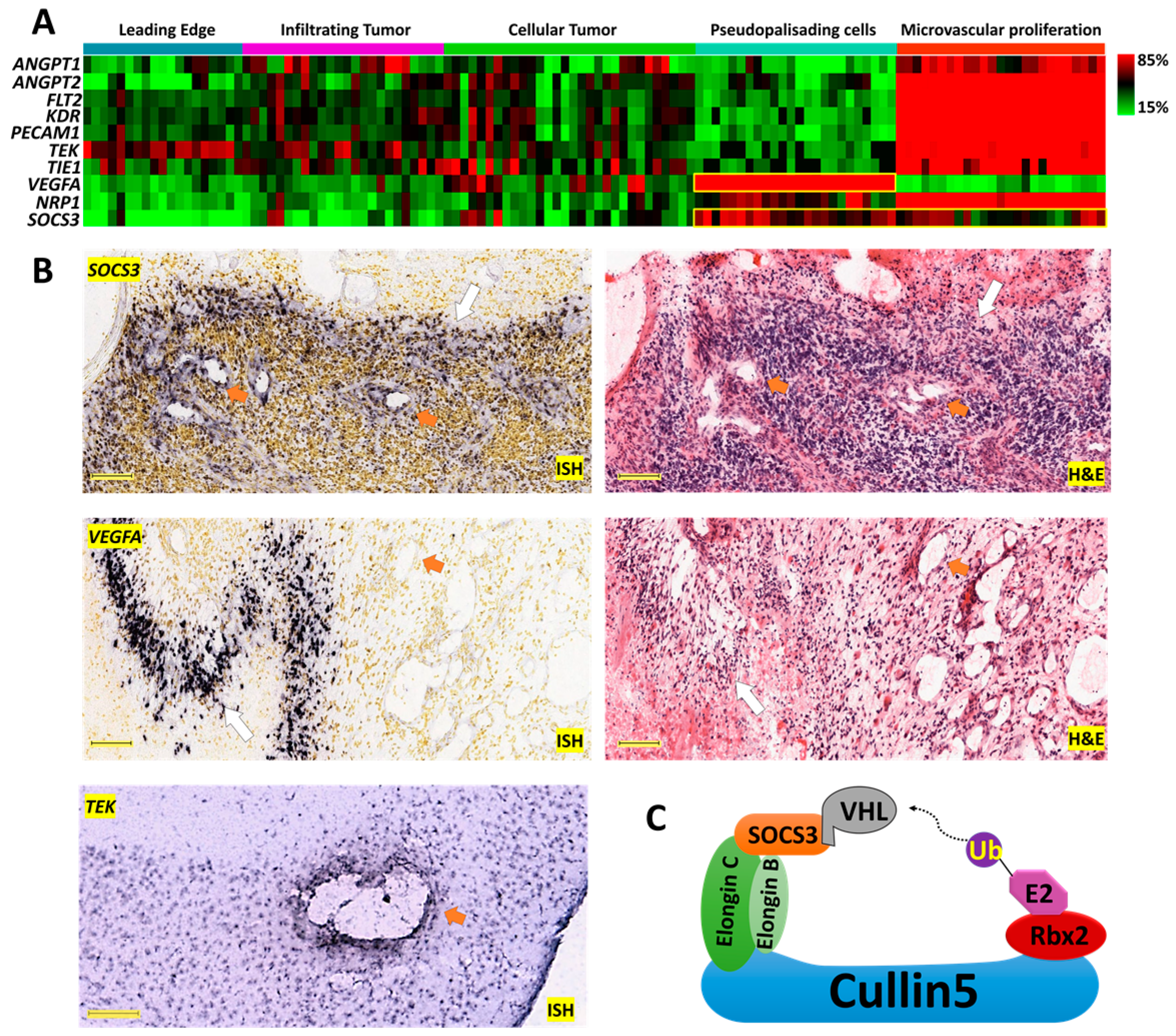 Cancers 13 01013 g001 Cancers 13 01013 g001