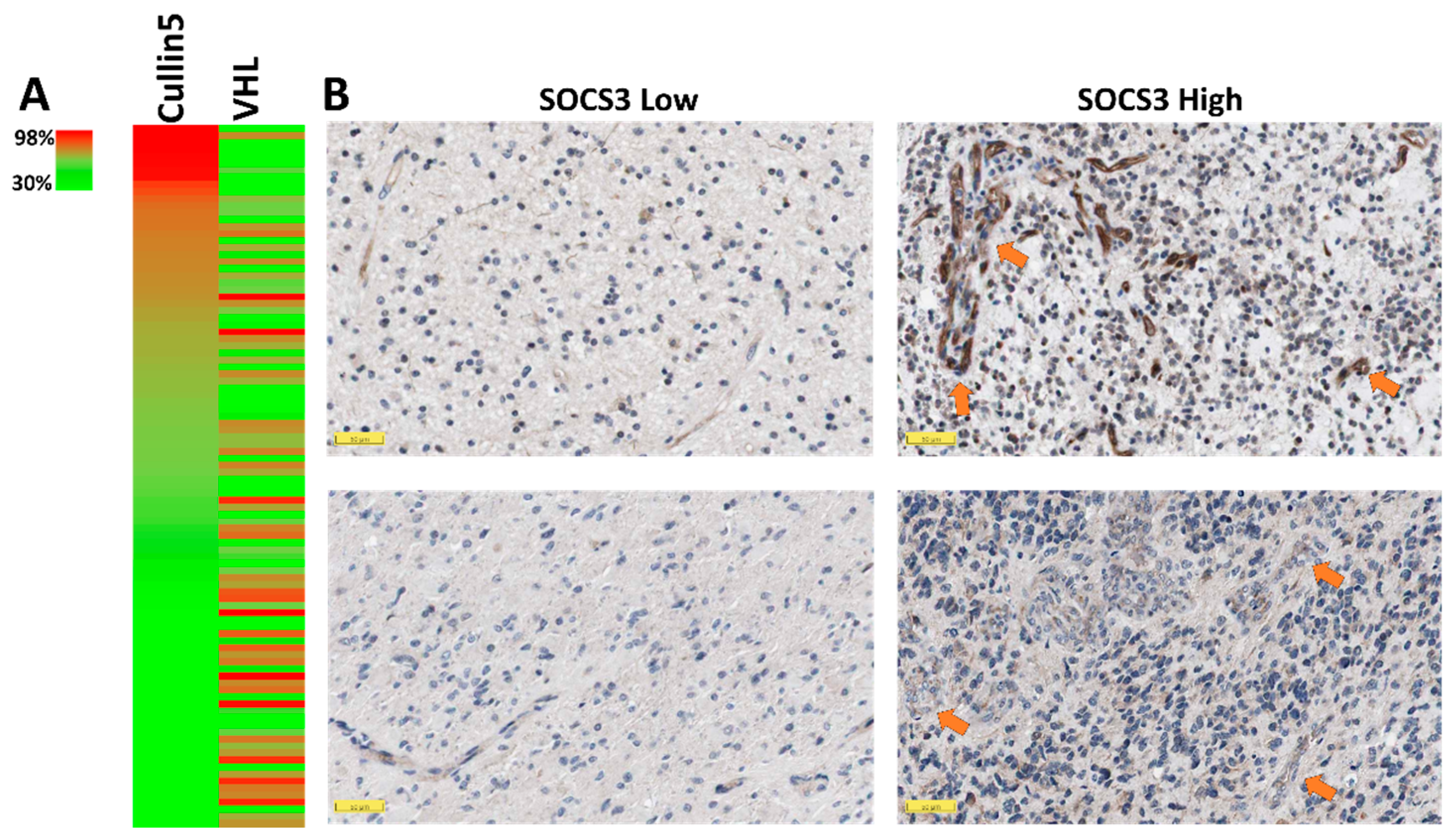 Cancers 13 01013 g002 Cancers 13 01013 g002