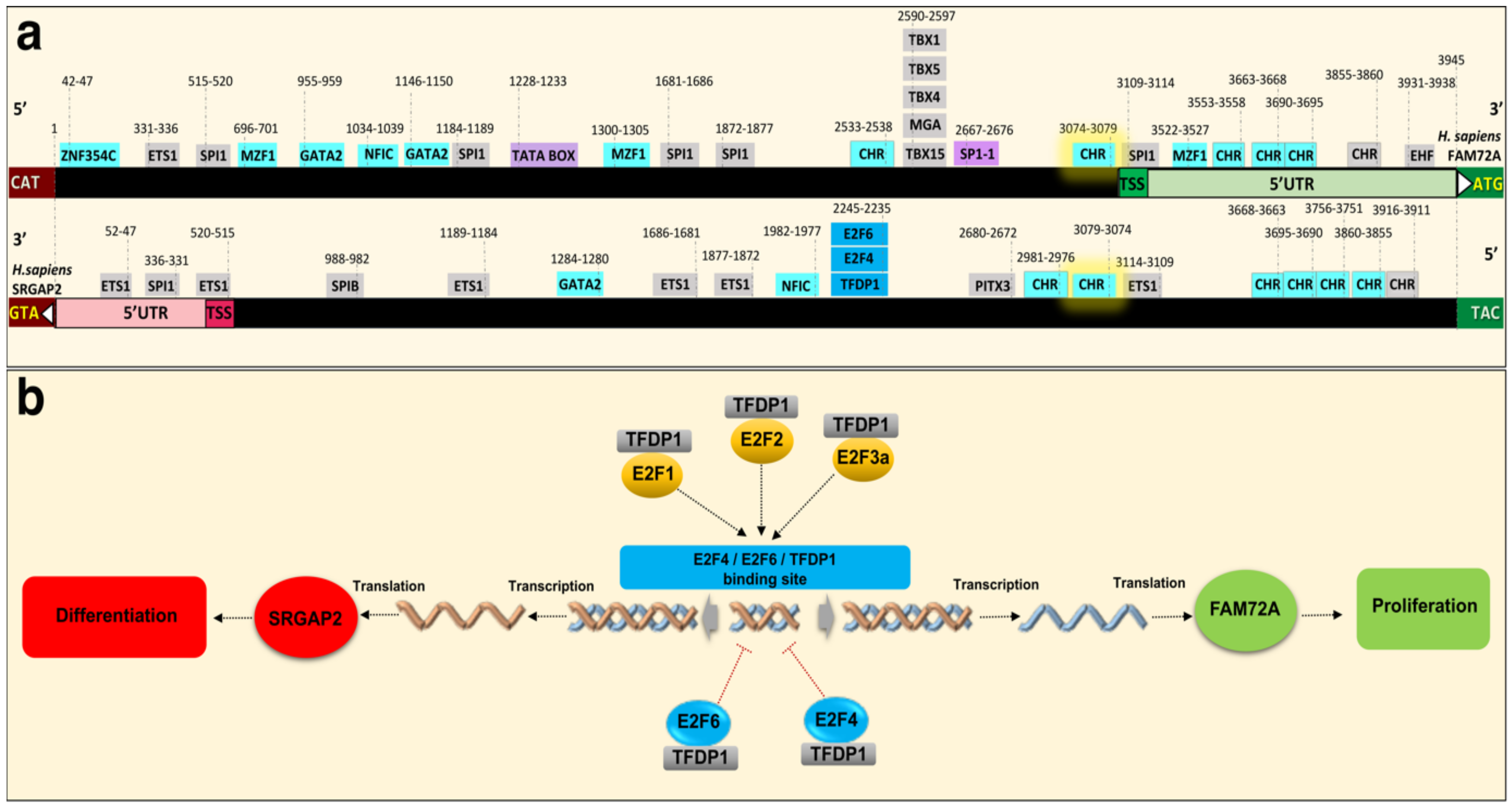 Cancers 13 01025 g005 Cancers 13 01025 g005