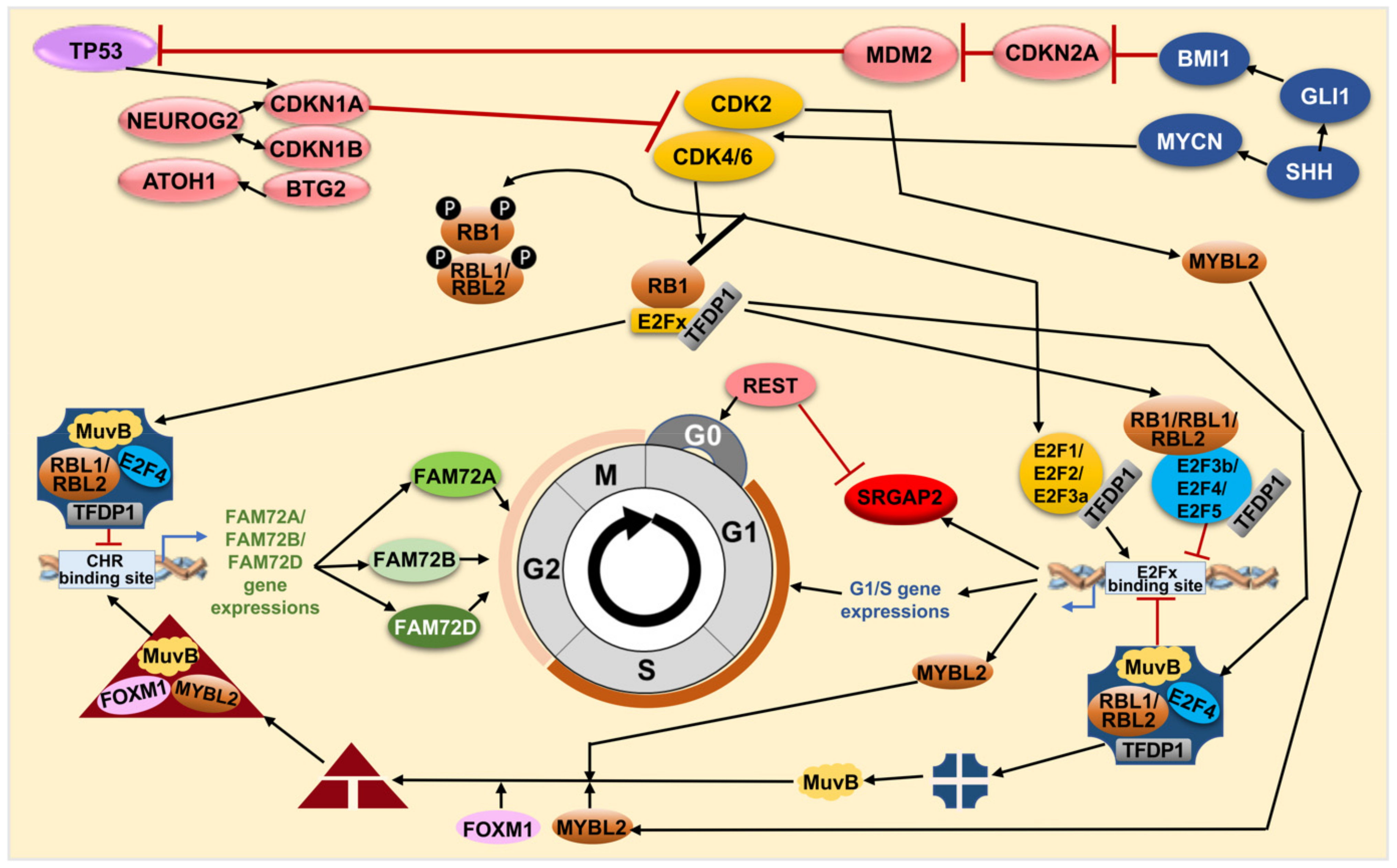 Cancers 13 01025 g006 Cancers 13 01025 g006