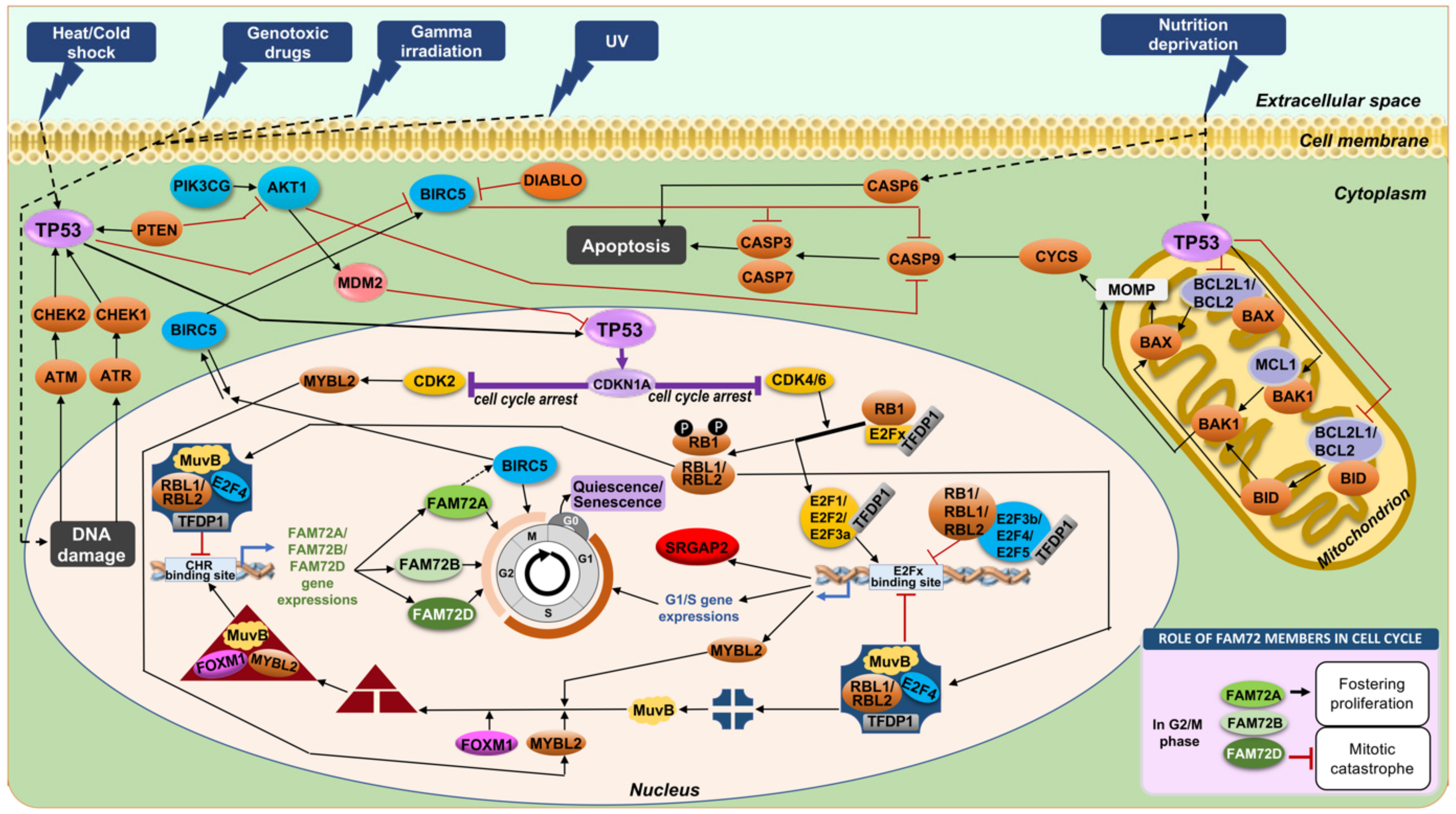 Cancers 13 01025 g007 Cancers 13 01025 g007