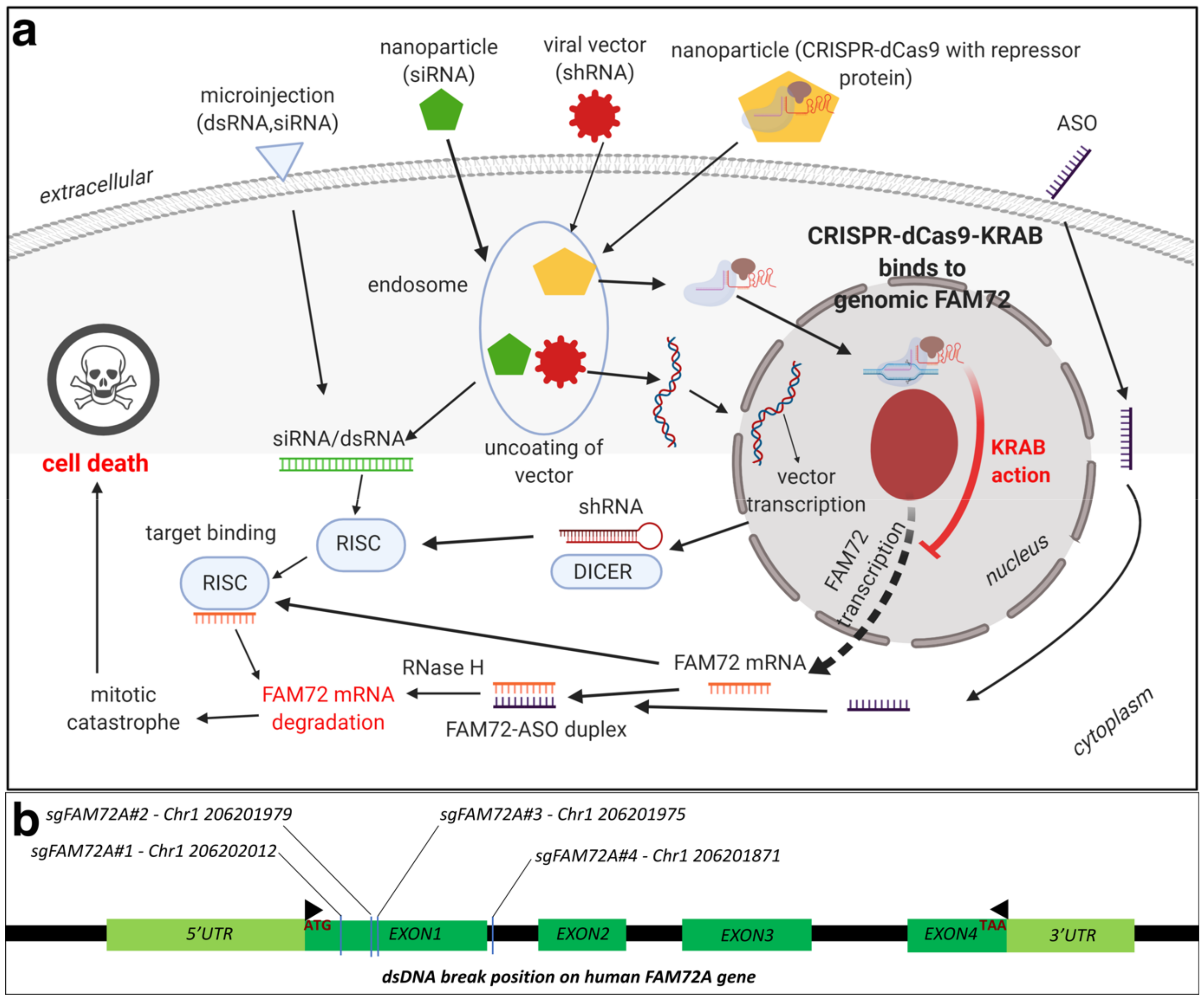 Cancers 13 01025 g010 Cancers 13 01025 g010