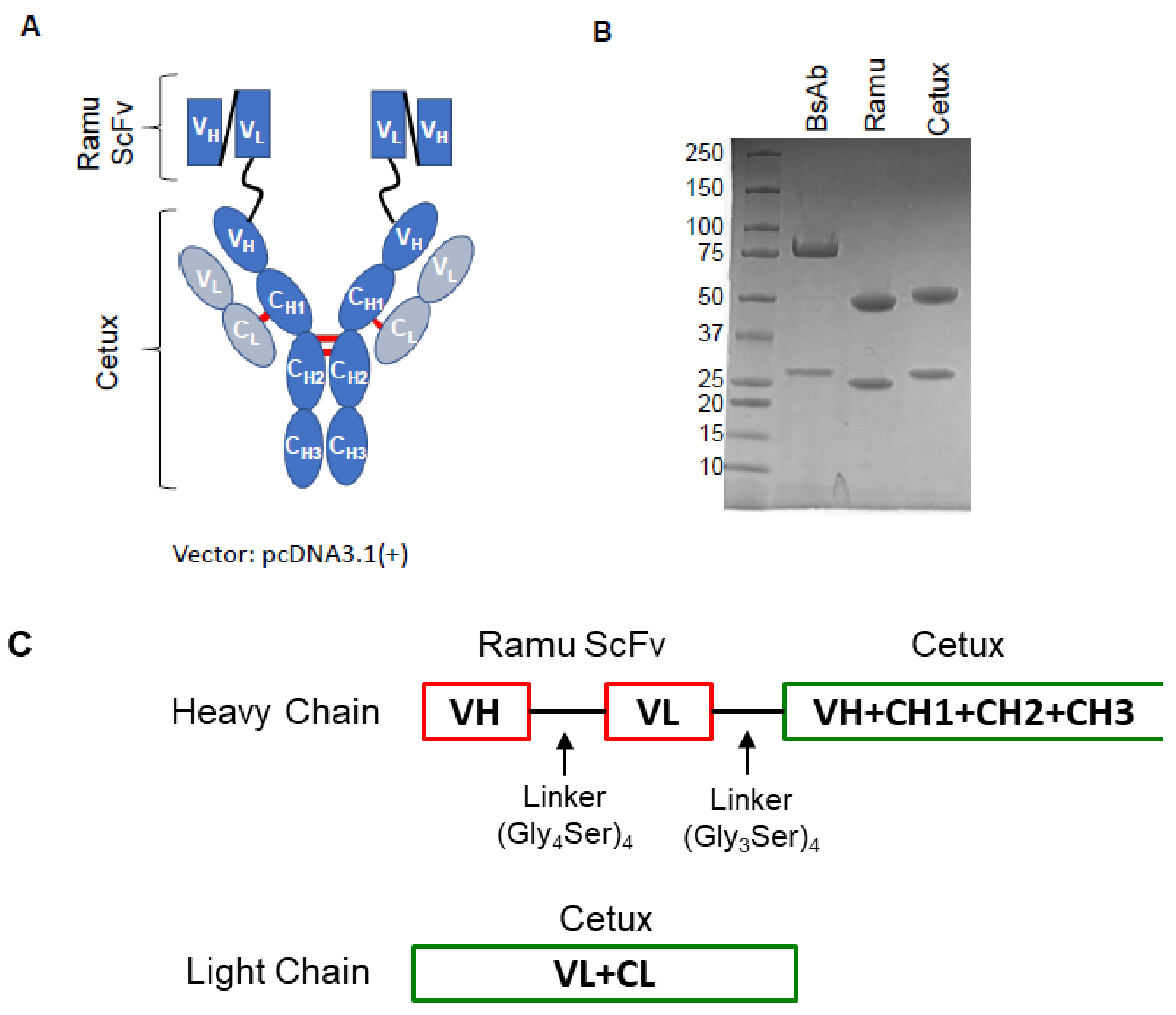 Cancers 13 01027 g001