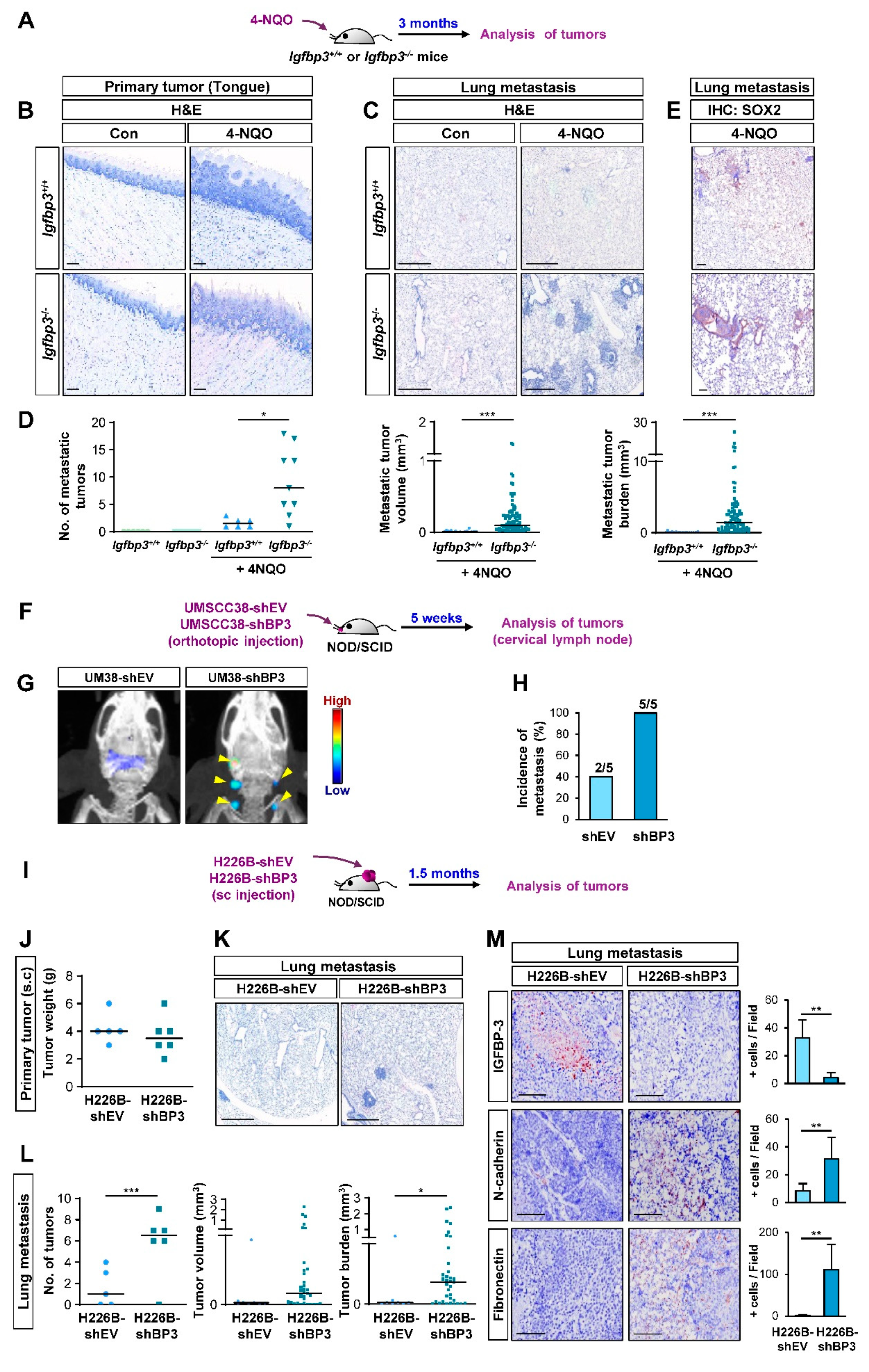 Cancers 13 01041 g002