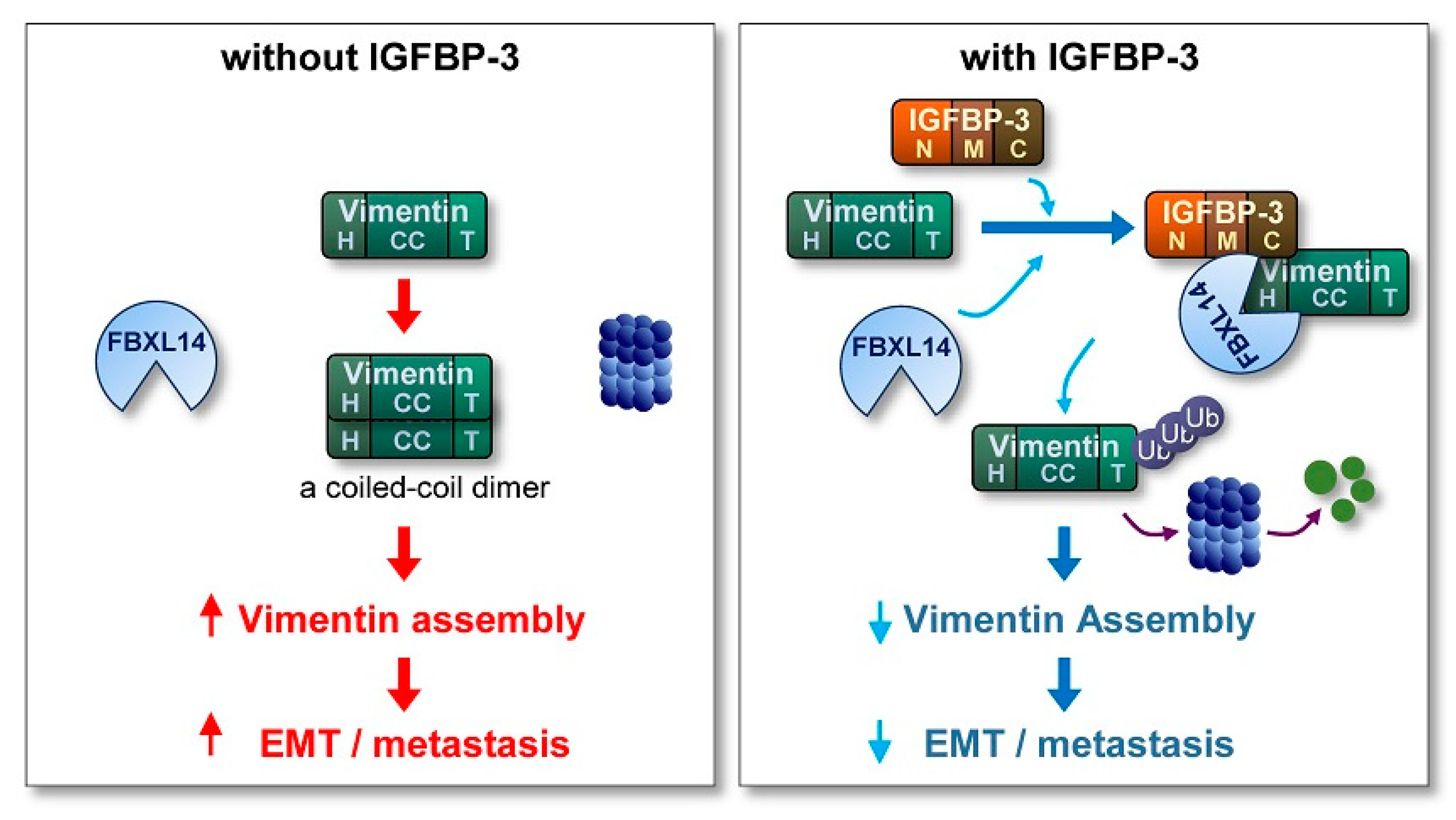 Cancers 13 01041 g007