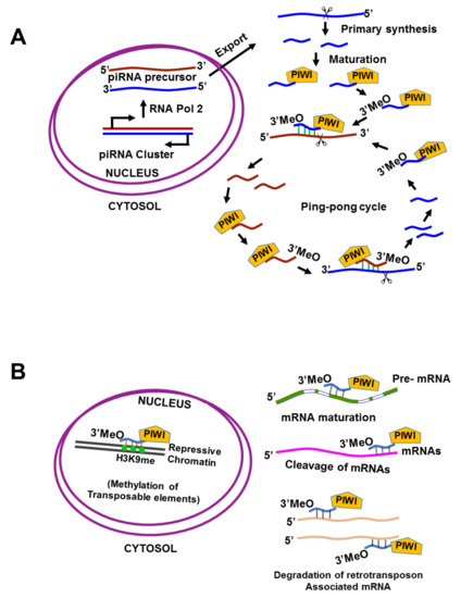 Cancers | Free Full-Text | Small Non-Coding-RNA in Gynecological 