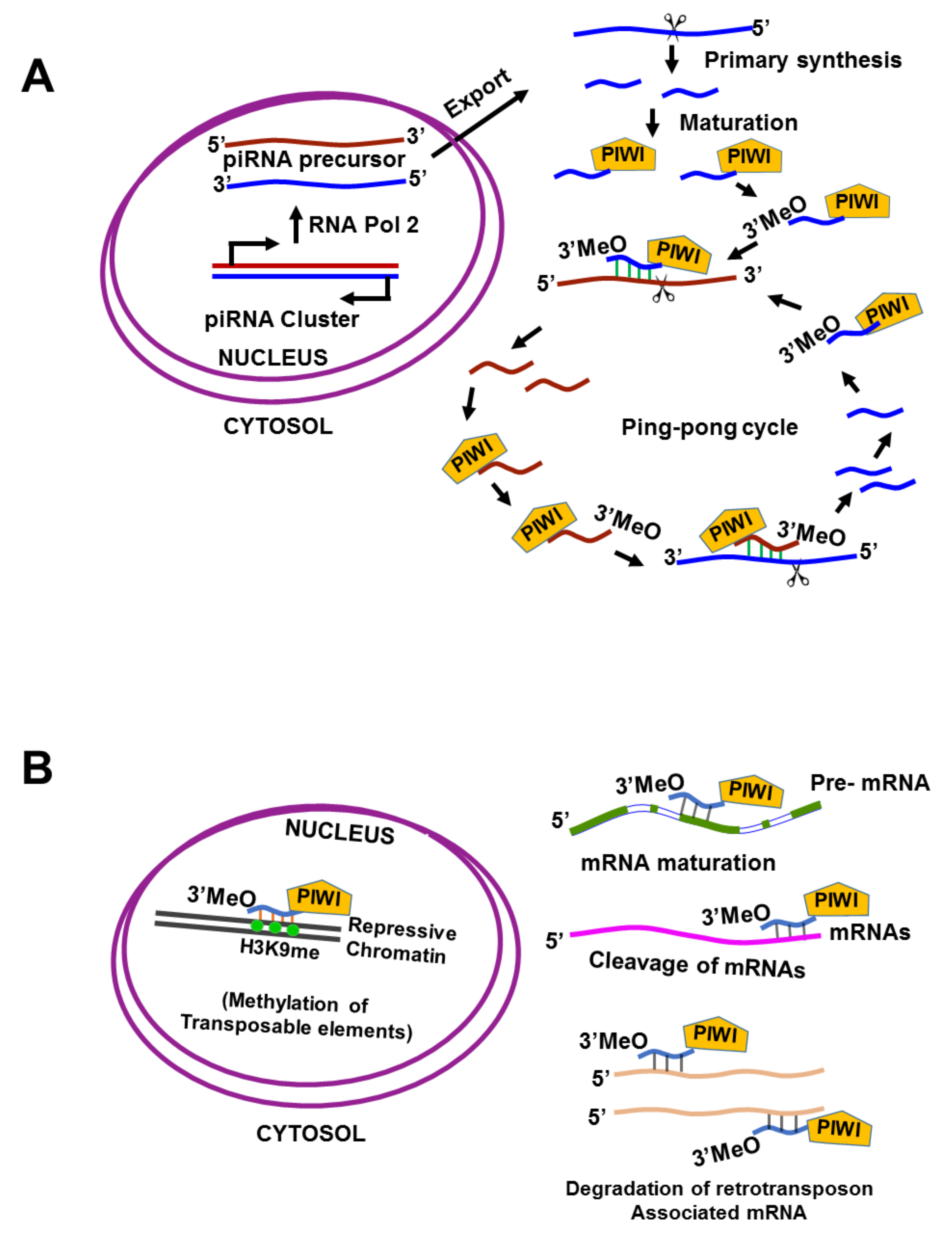 Cancers | Free Full-Text | Small Non-Coding-RNA in Gynecological  Malignancies