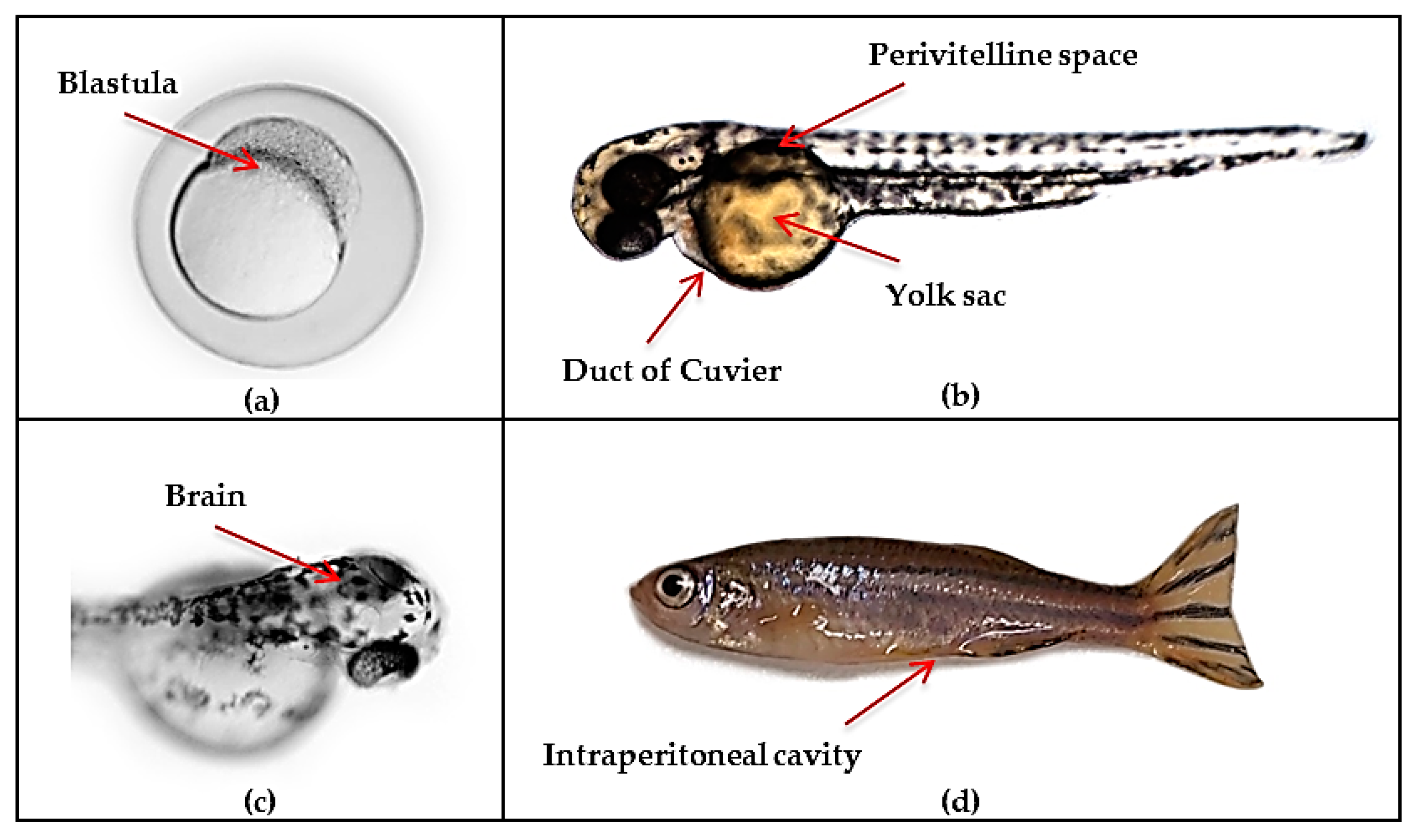Cancers 13 01087 g003 Cancers 13 01087 g003