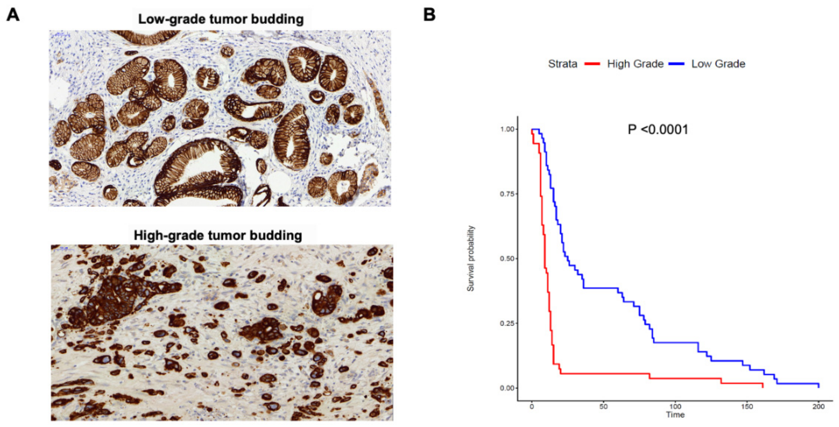 Cancers 13 01090 g001