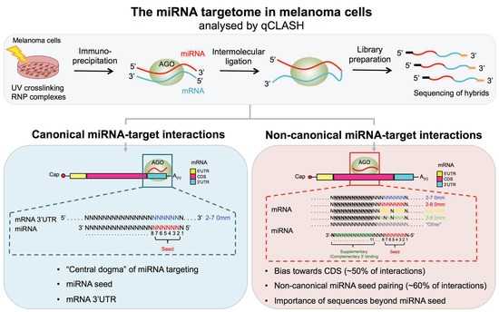 Cancers Free Full Text Cross Linking Ligation And Sequencing Of Hybrids Qclash Reveals An Unpredicted Mirna Targetome In Melanoma Cells Html Cancers Free Full Text Cross Linking Ligation And Sequencing Of Hybrids Qclash Reveals An Unpredicted Mirna Targetome In Melanoma Cells Html
