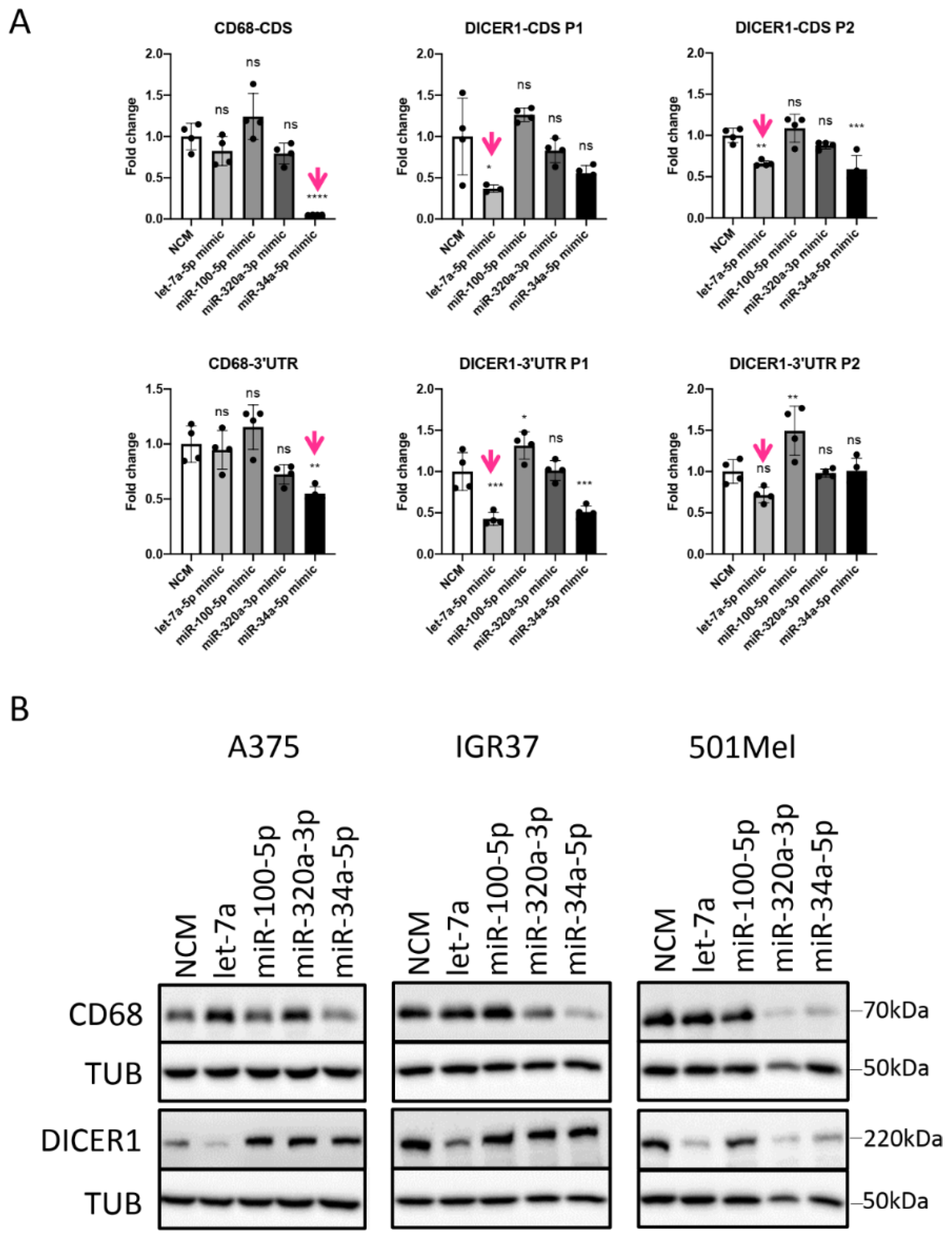 Cancers 13 01096 g008 Cancers 13 01096 g008