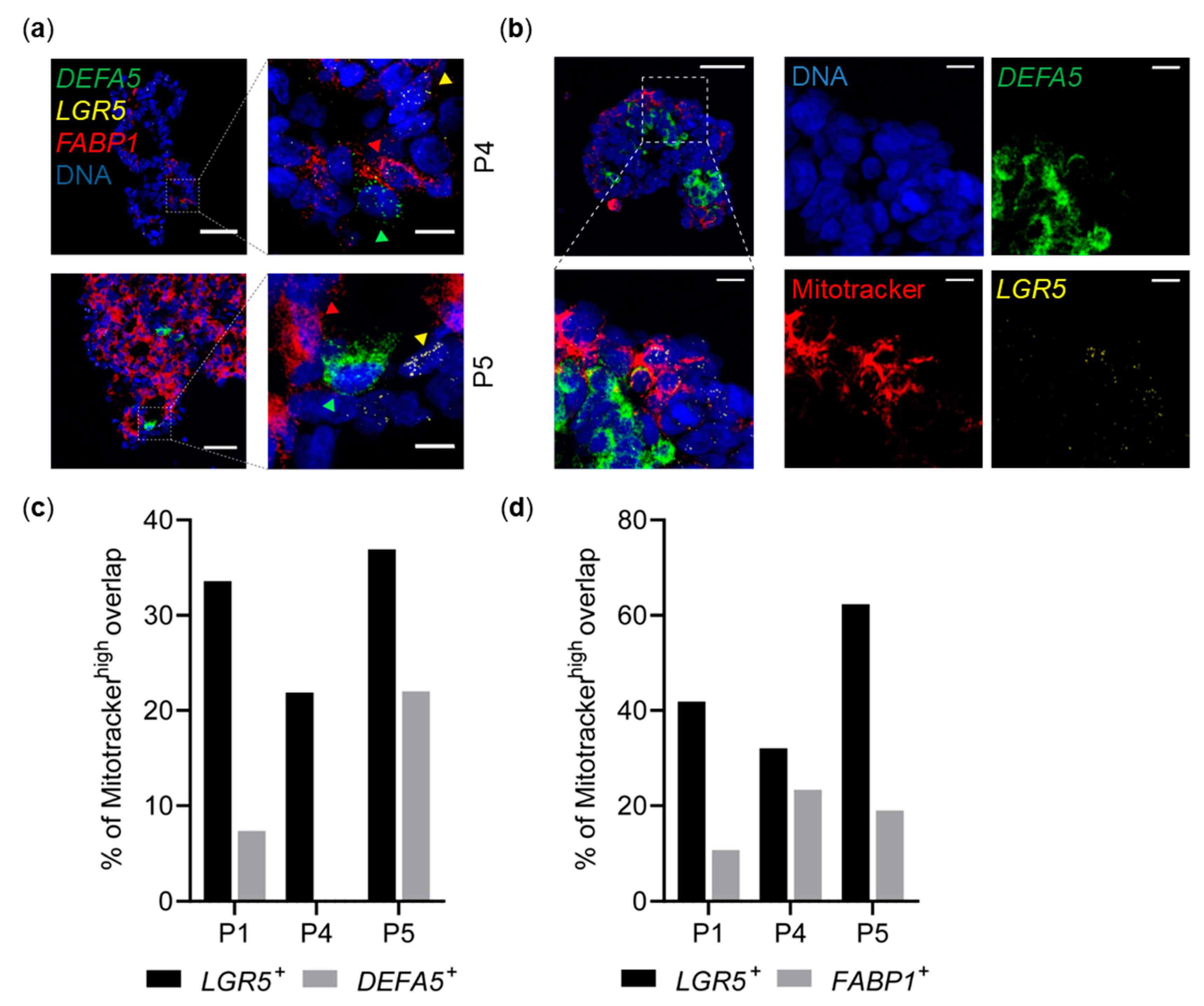 Cancers 13 01097 g004