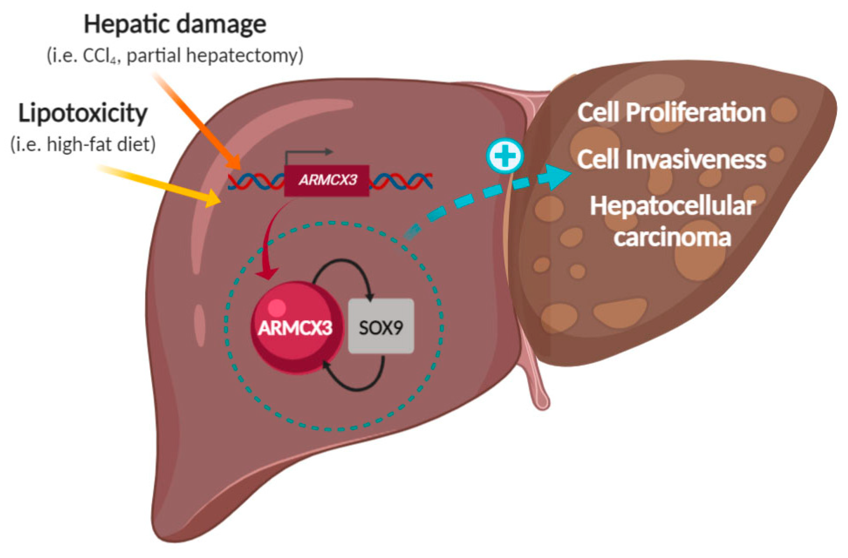 Cancers 13 01110 g008