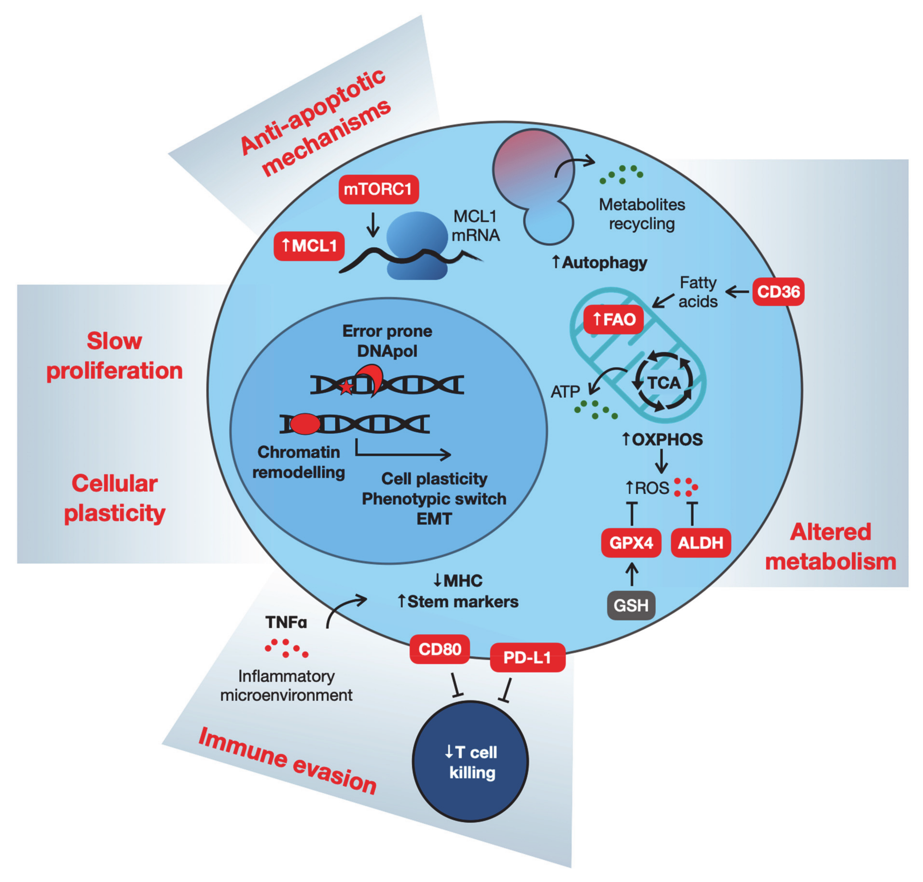 Cancers 13 01118 g002 Cancers 13 01118 g002