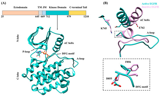 Structural Basis for the Functional Changes by EGFR Exon 20