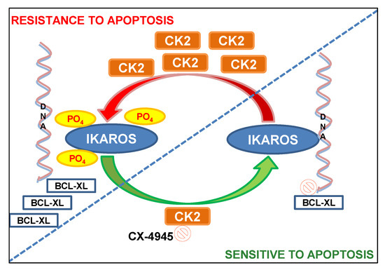 CYHM2点 CBX2 as a therapeutic target in colorectal cancer: insights
