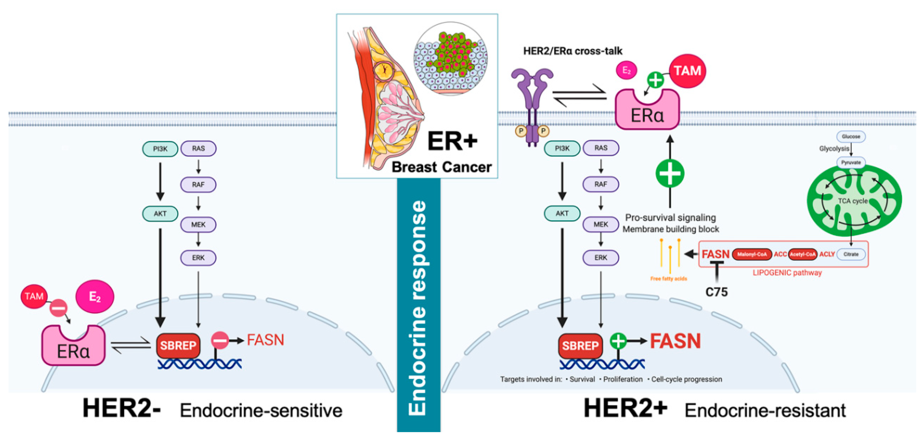 Cancers 13 01132 g008 Cancers 13 01132 g008