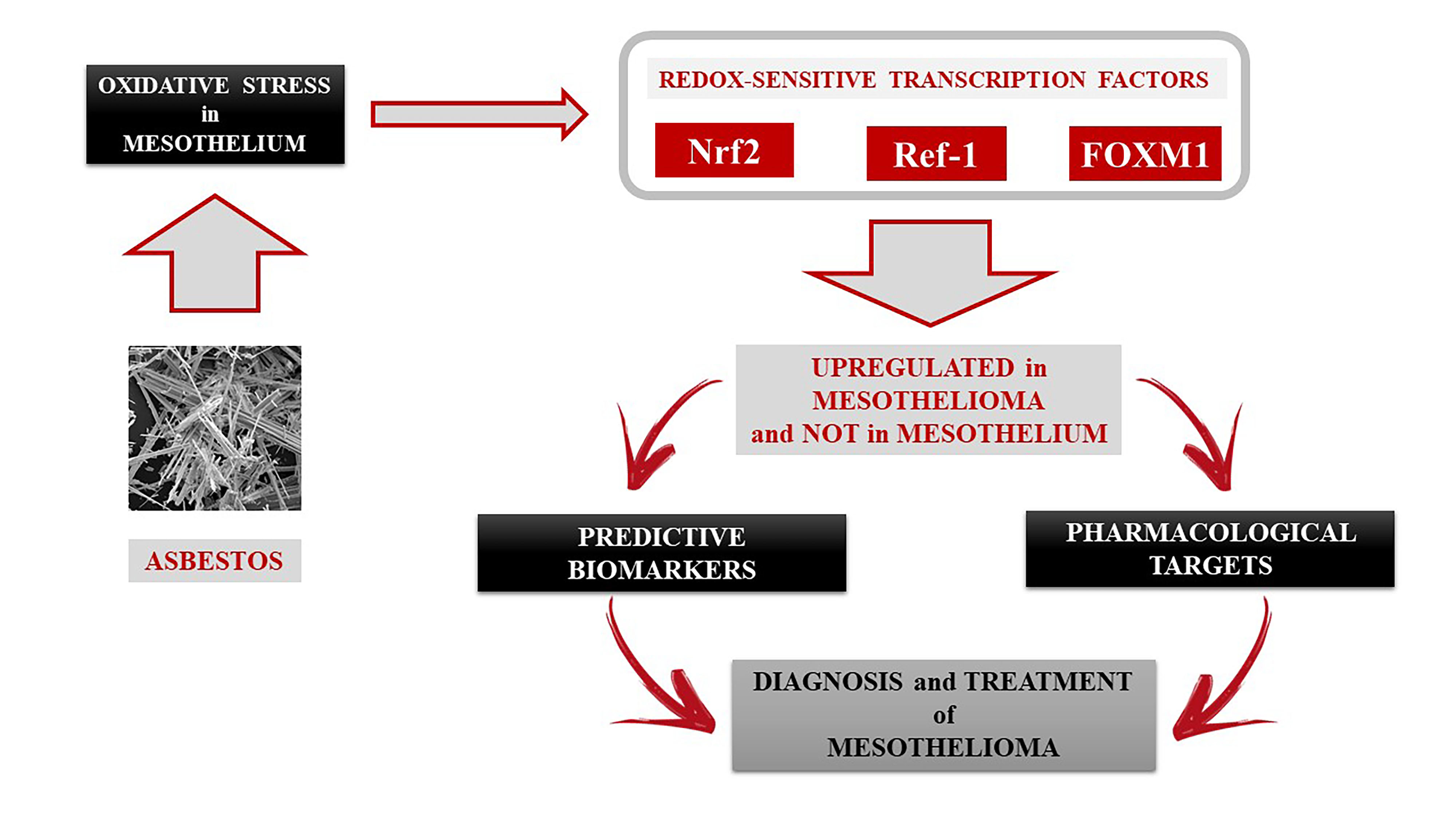 death rate of mesothelioma