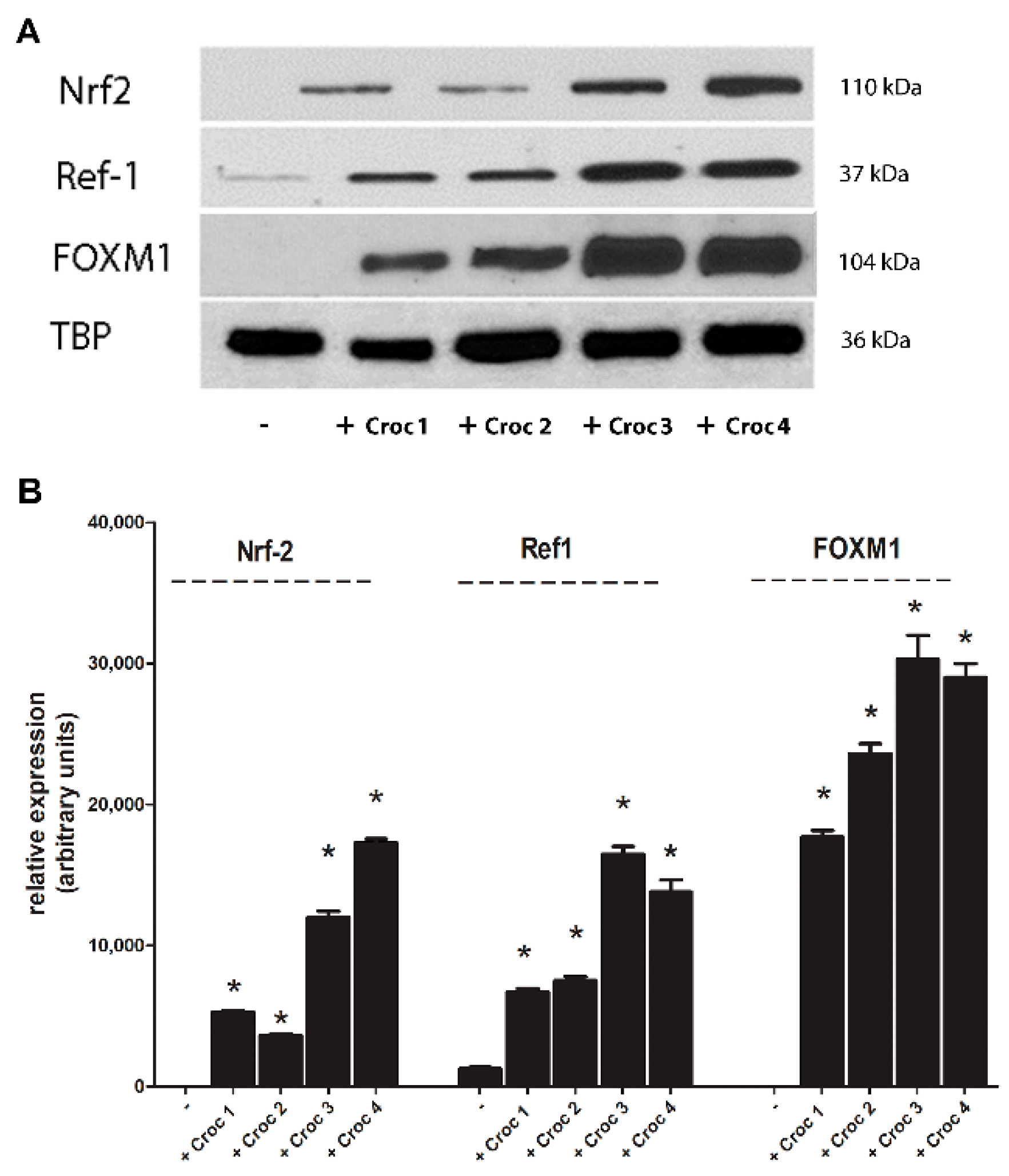 Cancers Free Full Text Identification Of Redox Sensitive Transcription Factors As Markers Of Malignant Pleural Mesothelioma Html