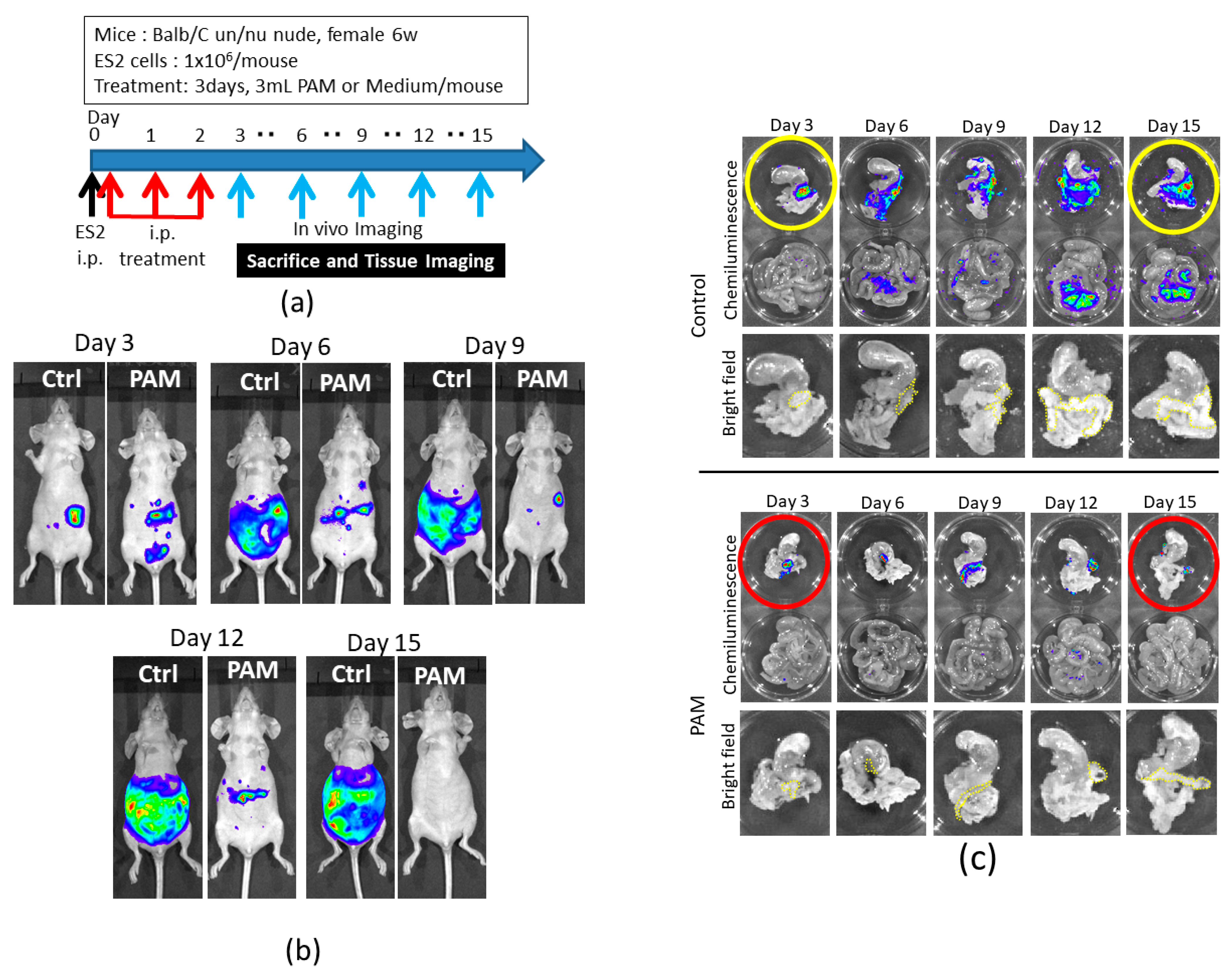Cancers 13 01141 g003