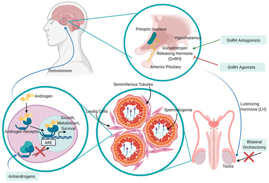 Cancers 13 01145 g002 550