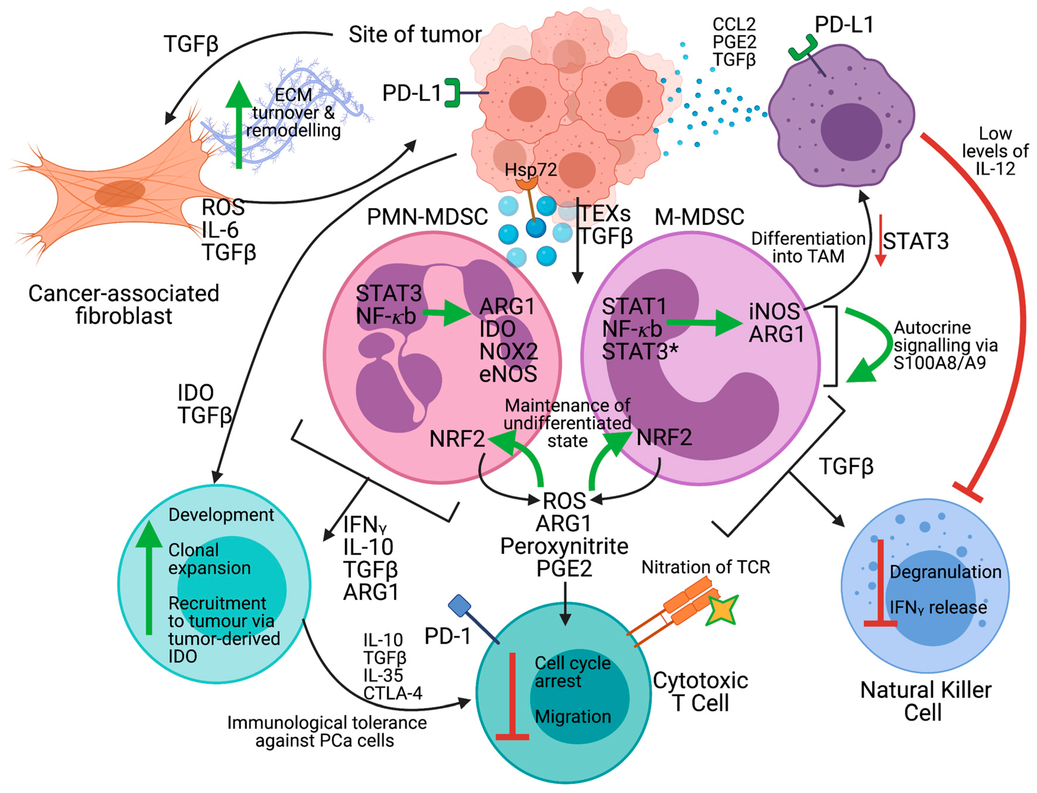 Cancers 13 01145 g004 Cancers 13 01145 g004