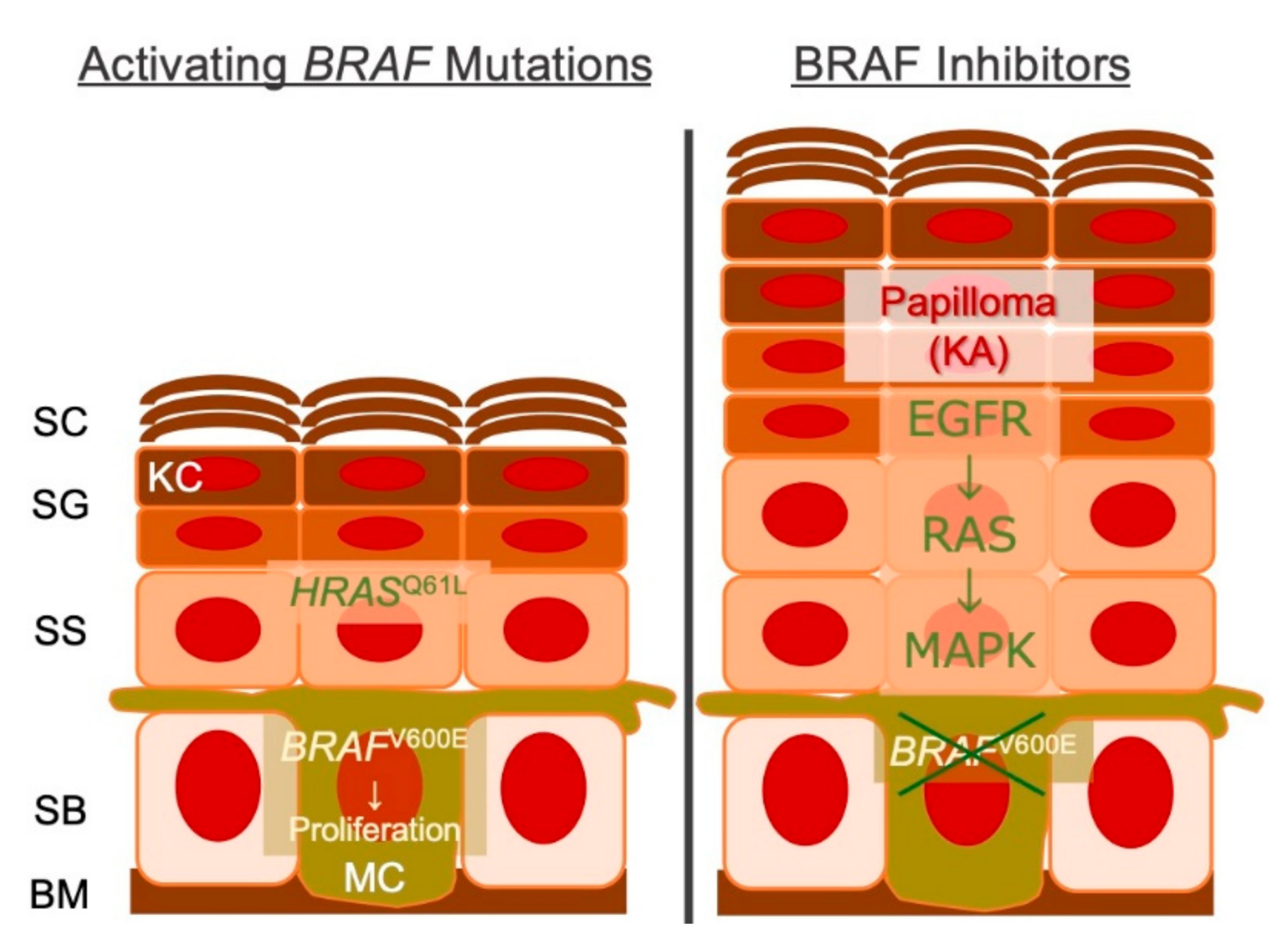 Cancers 13 01148 g002 Cancers 13 01148 g002