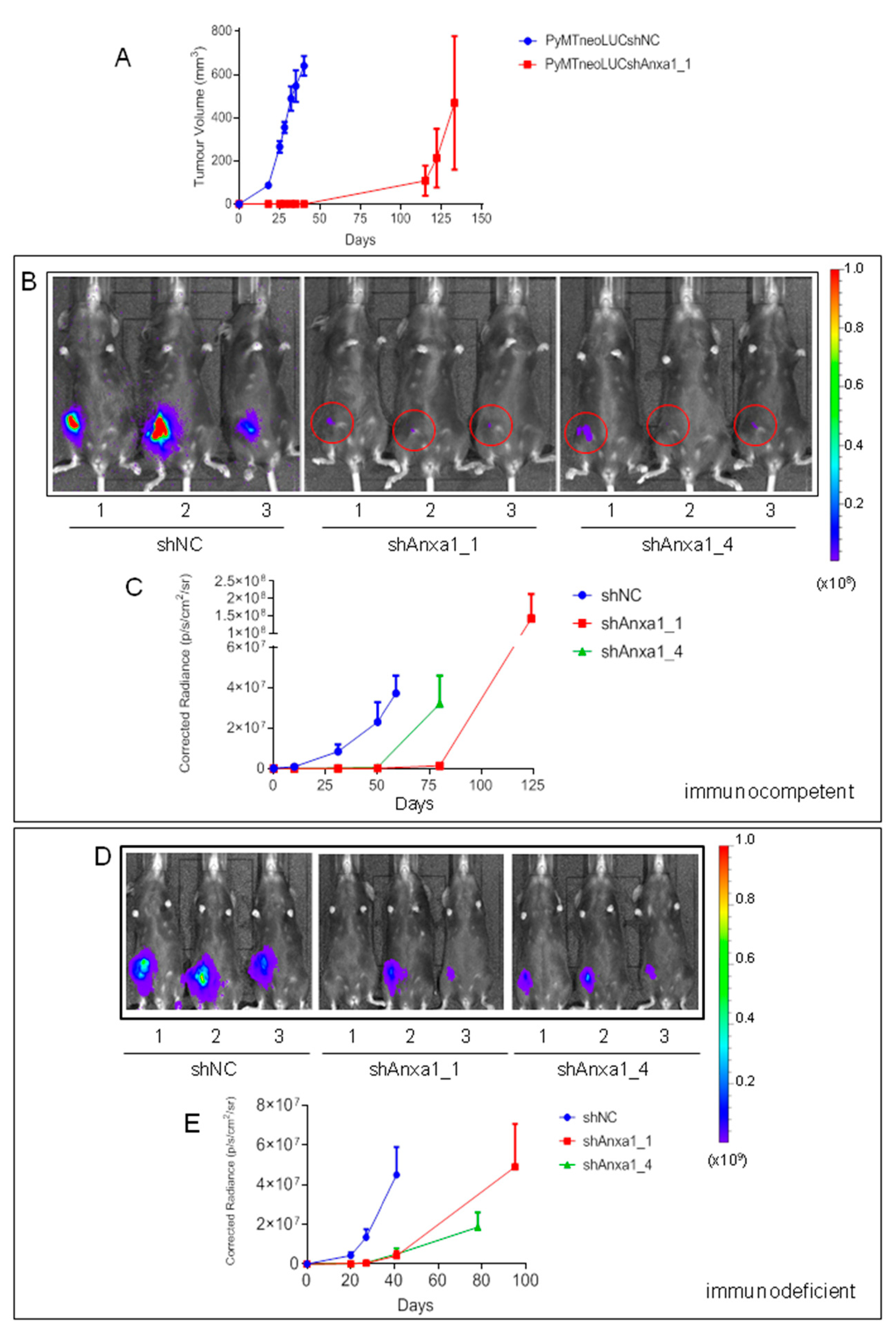 Cancers 13 01154 g003 Cancers 13 01154 g003