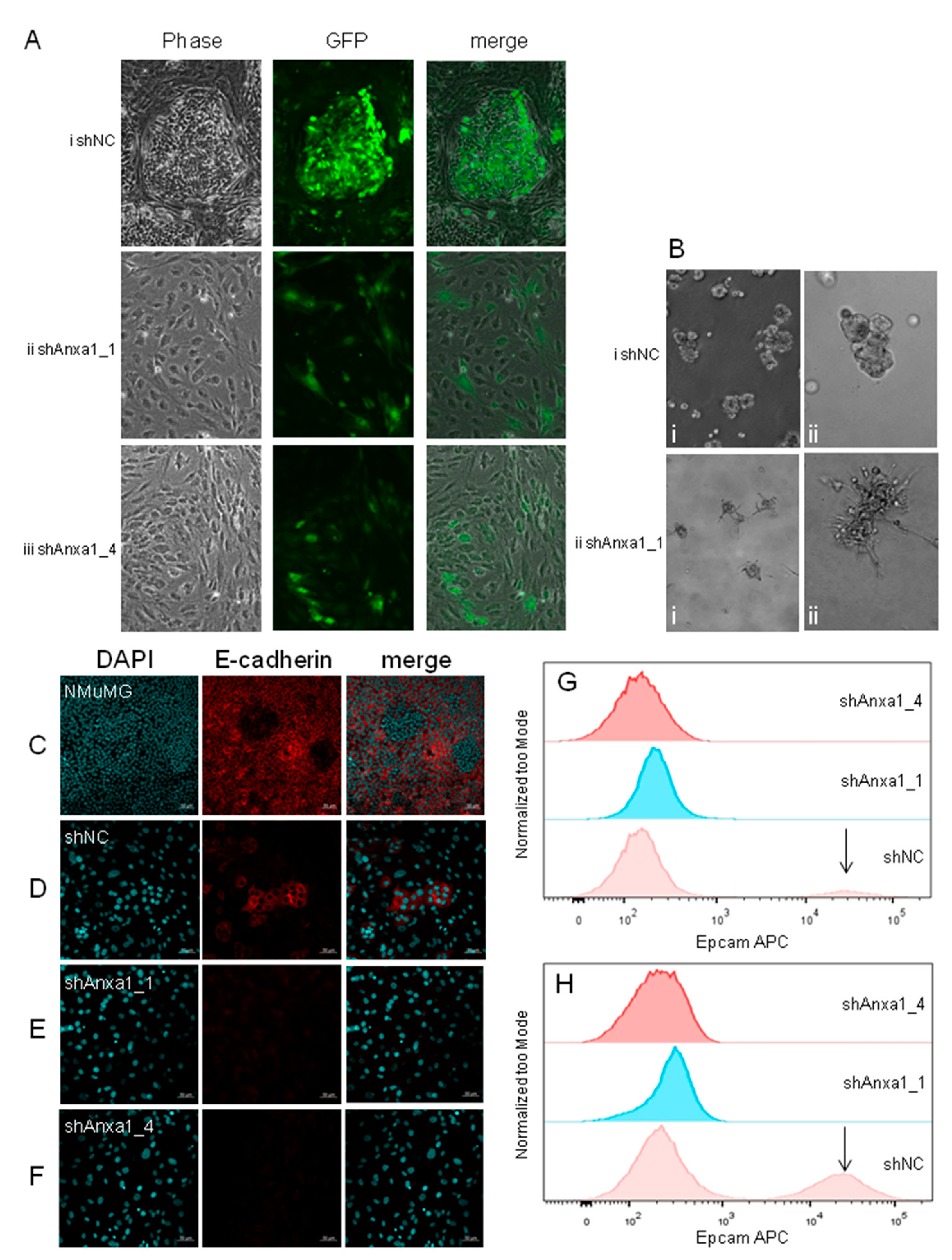 Cancers 13 01154 g004 Cancers 13 01154 g004