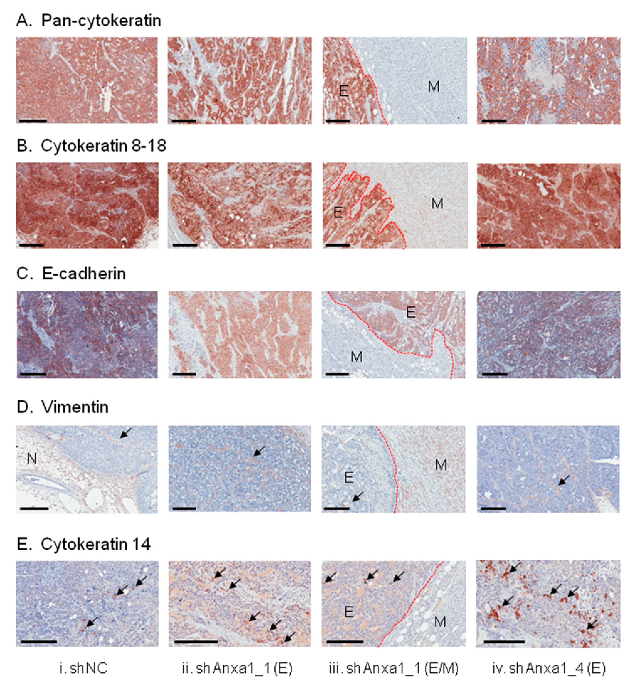 Cancers 13 01154 g007 Cancers 13 01154 g007