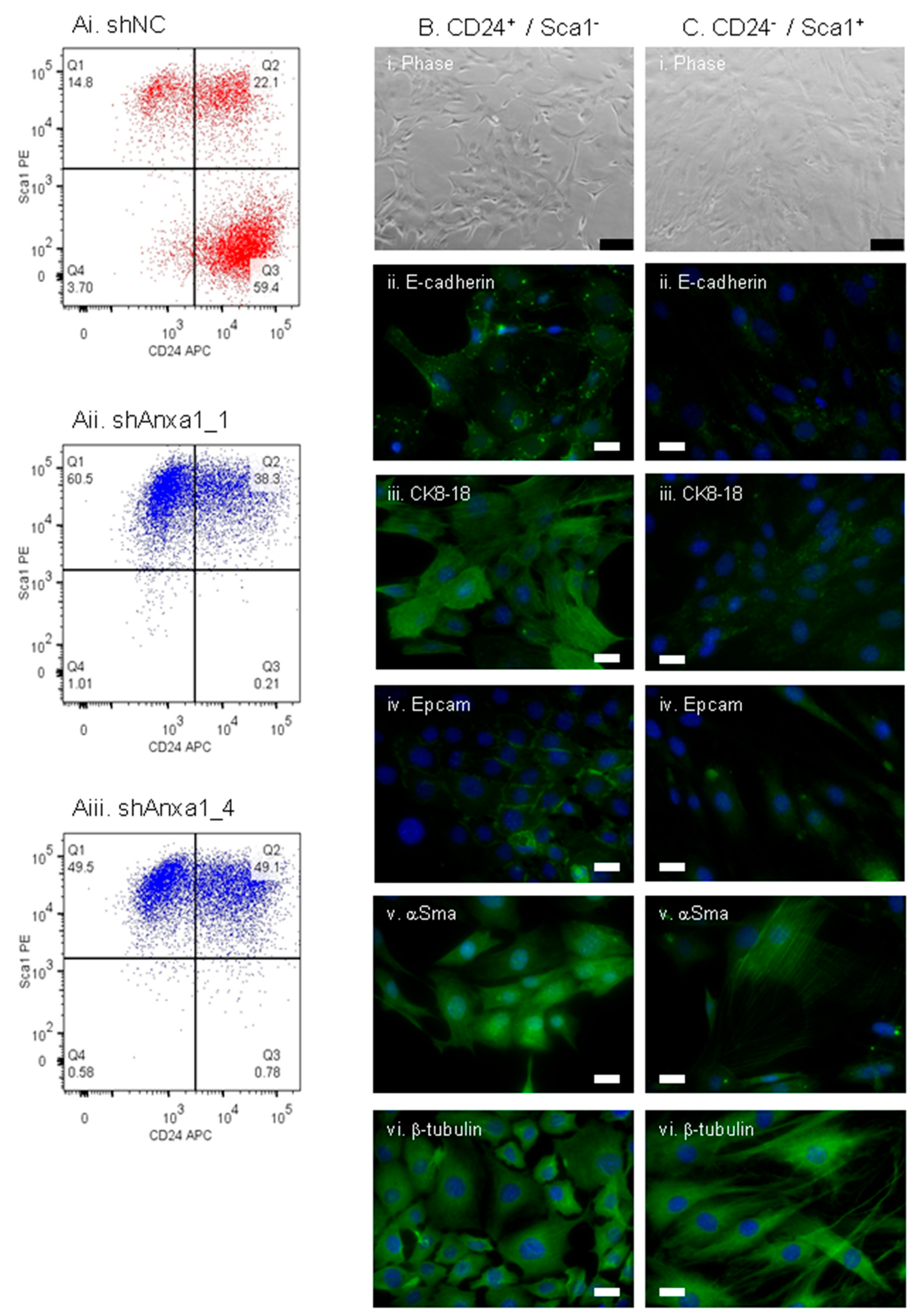 Cancers 13 01154 g008 Cancers 13 01154 g008