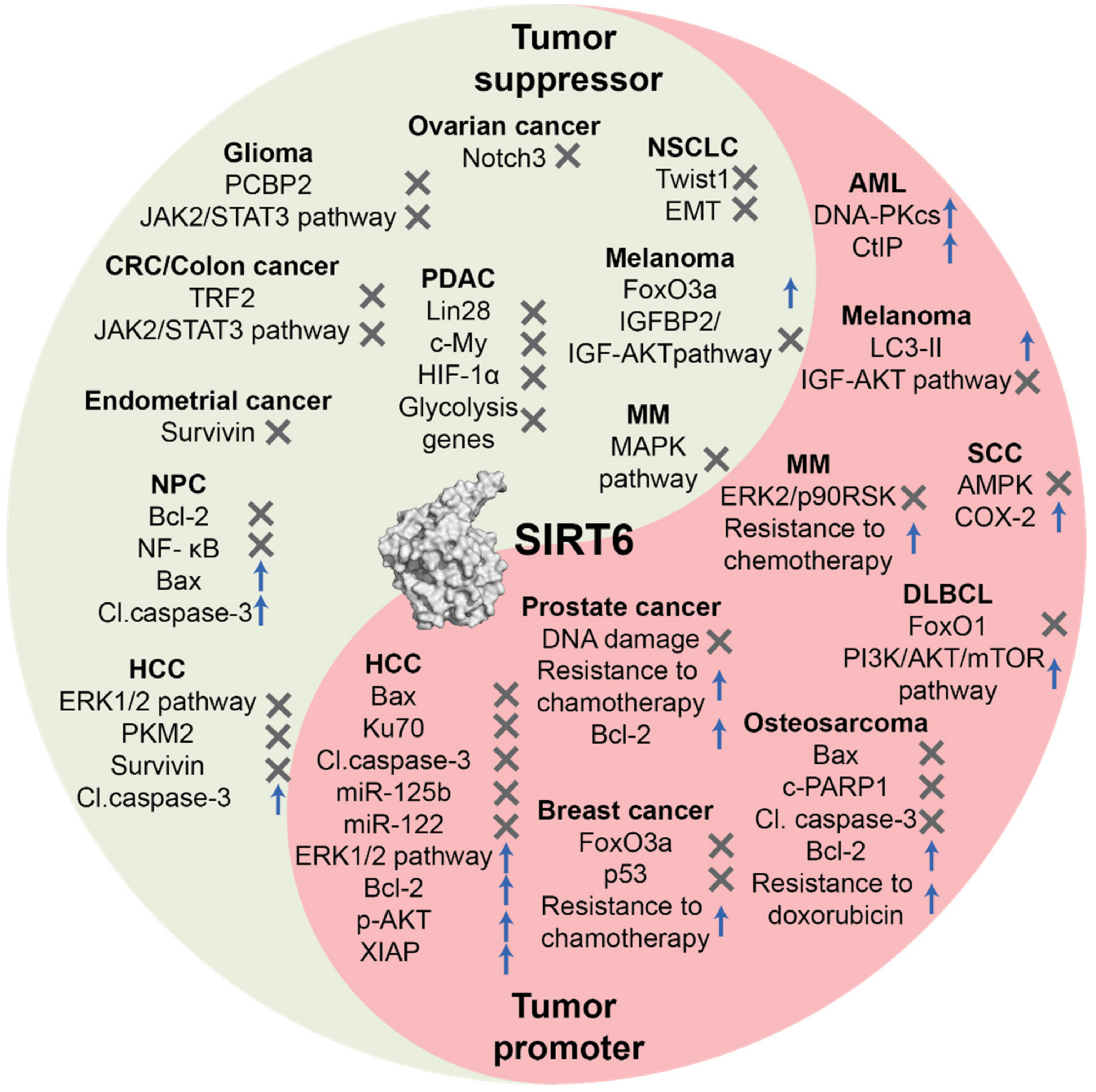 Cancers 13 01156 g001 Cancers 13 01156 g001