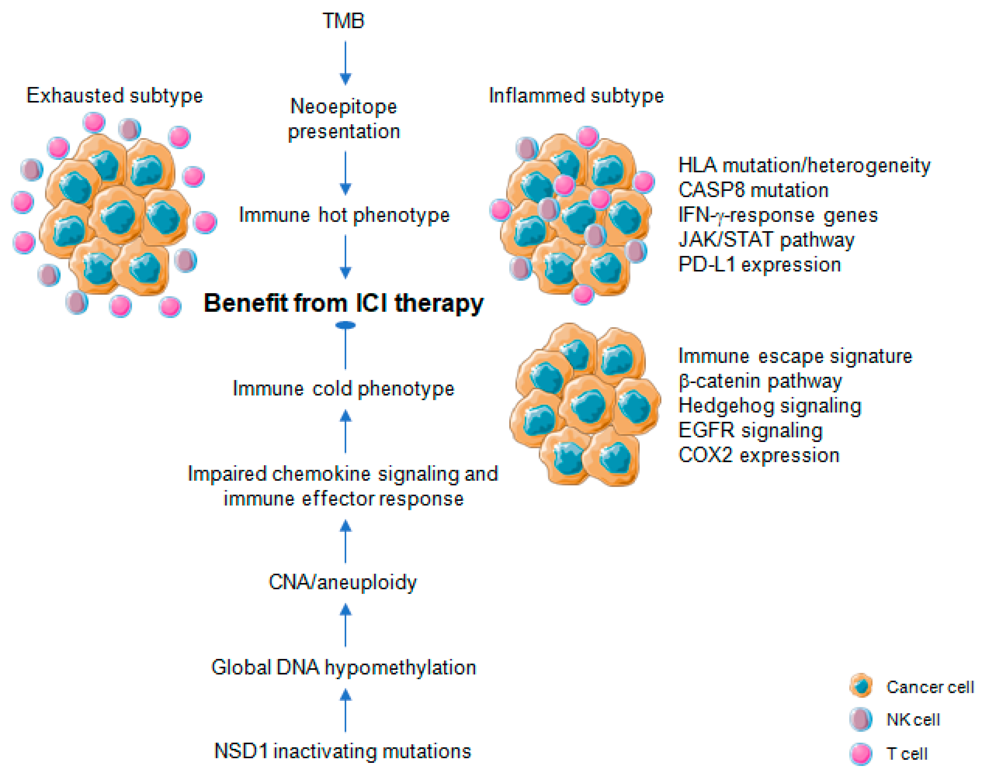 Cancers 13 01162 g003 Cancers 13 01162 g003