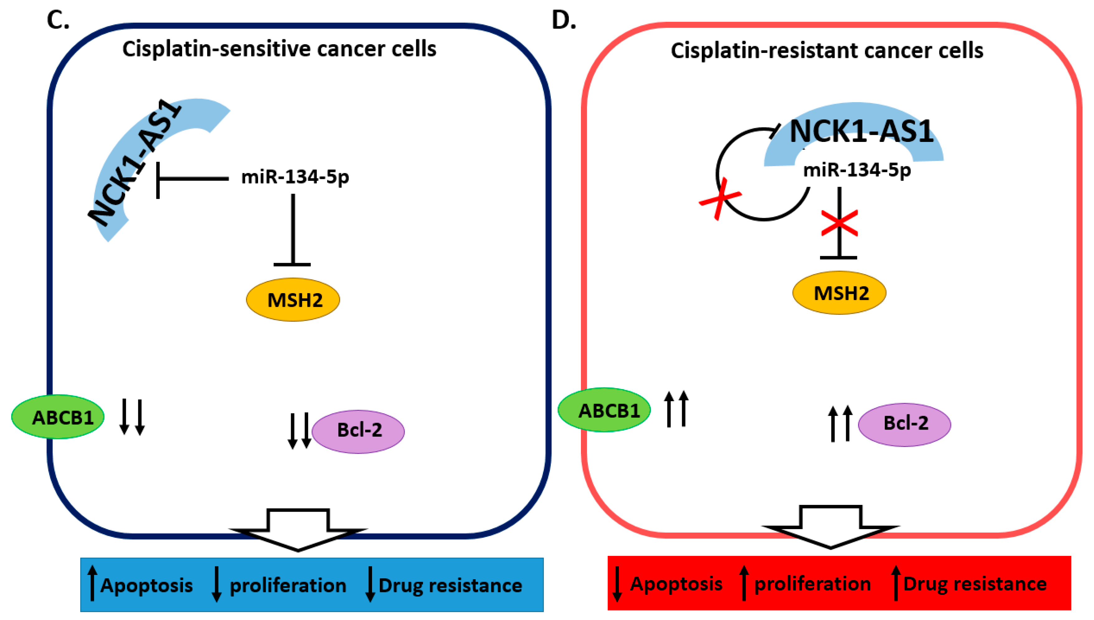 Cancers 13 01168 g004b Cancers 13 01168 g004b