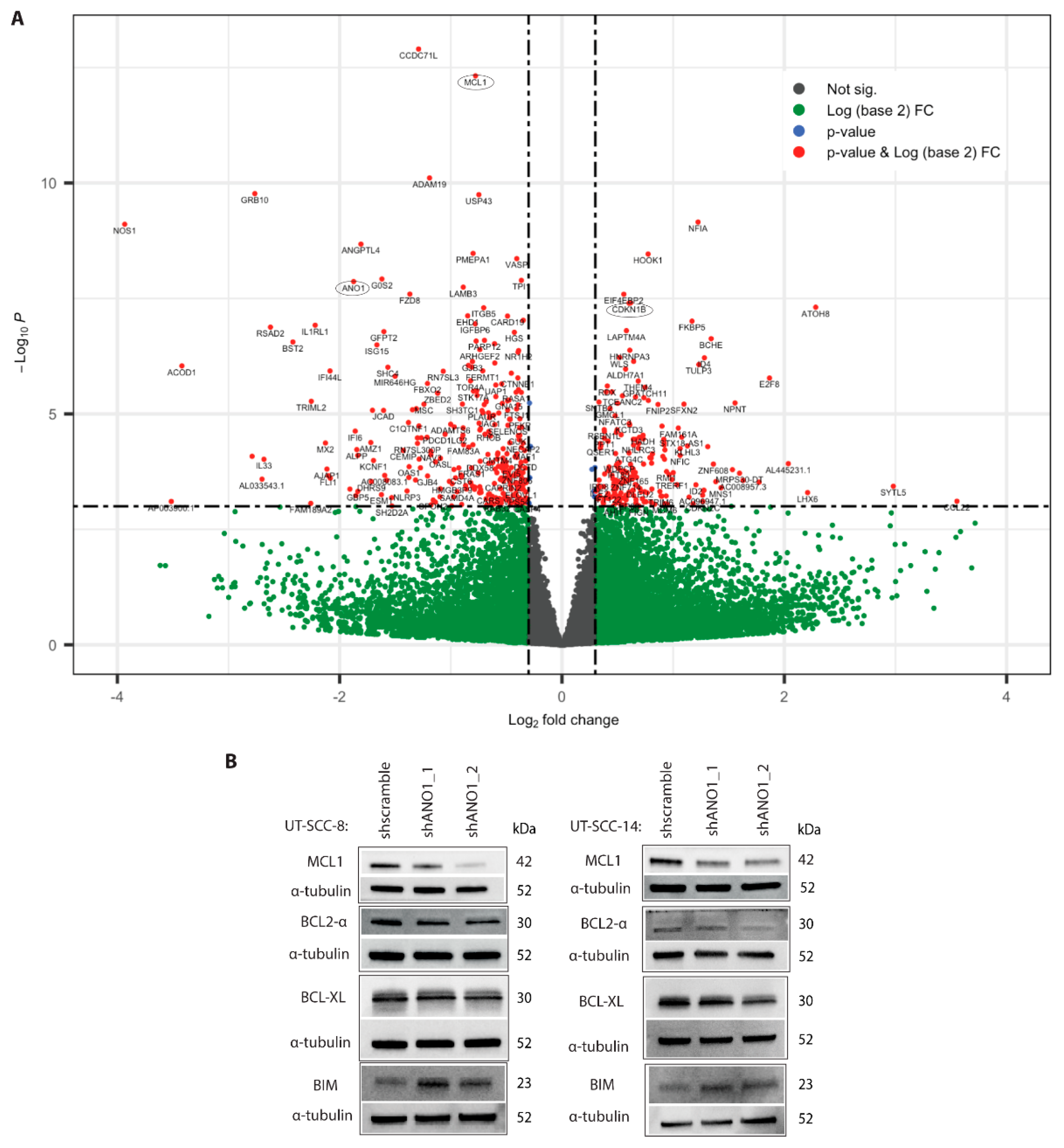 Cancers 13 01170 g002 Cancers 13 01170 g002