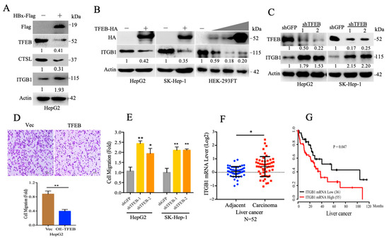 Hepatitis B Virus X Protein (HBx) Suppresses Transcription