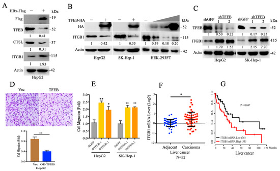 Hepatitis B Virus X Protein (HBx) Suppresses Transcription