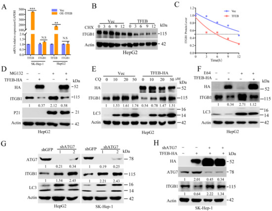 Study on Enhancement Mechanism of Conductivity Induced by