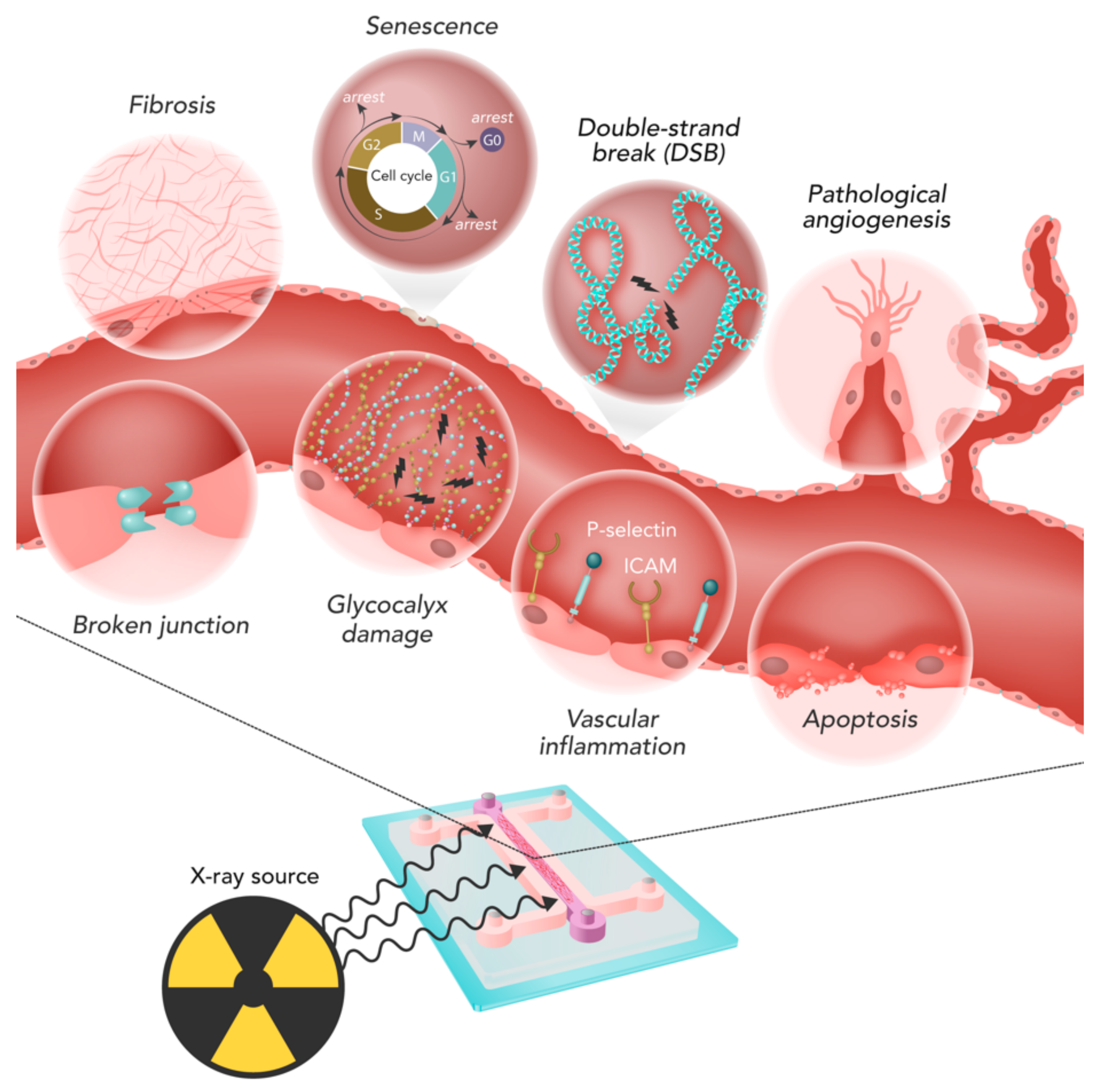 Cancers 13 01182 g003