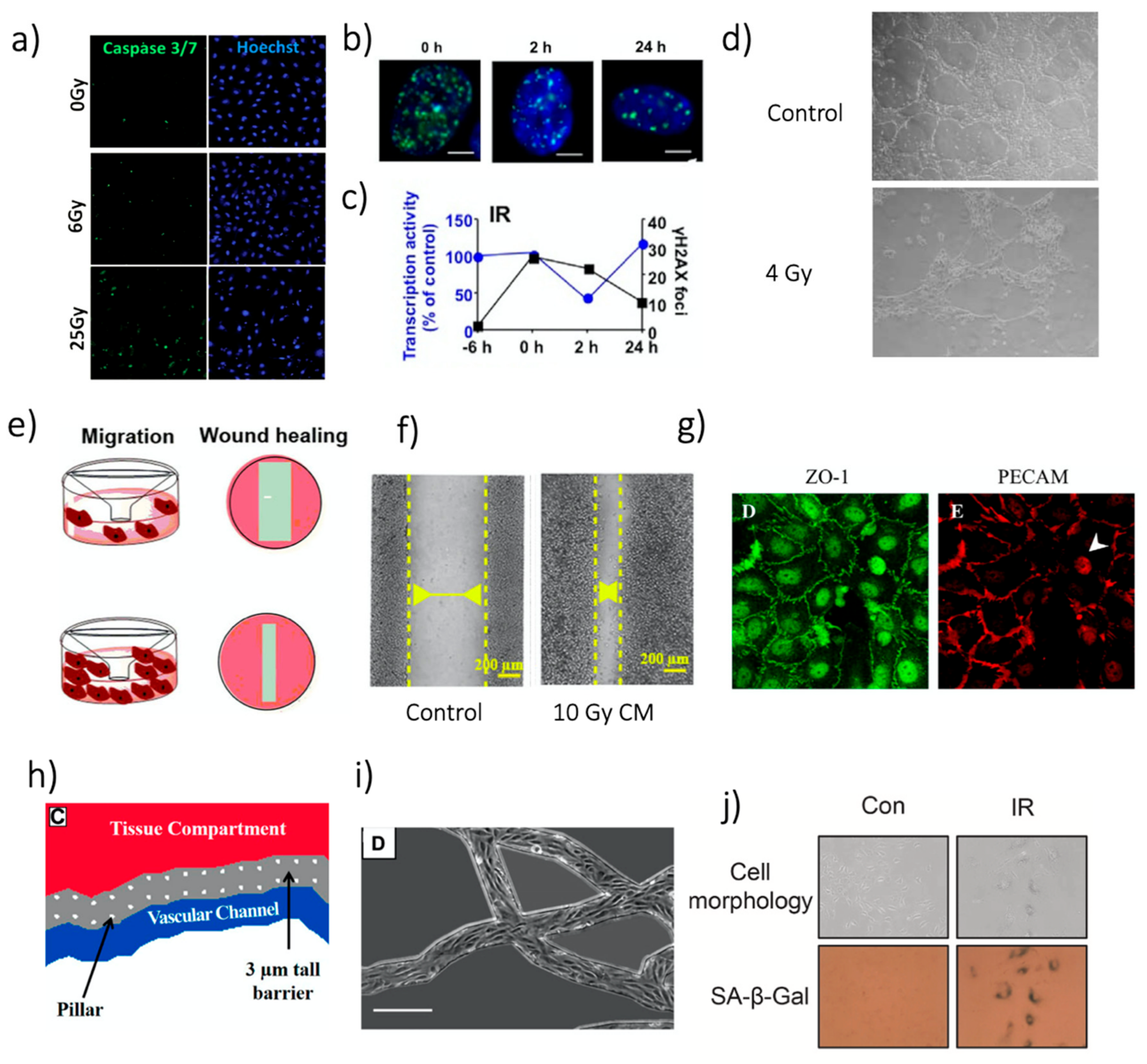 Cancers 13 01182 g004