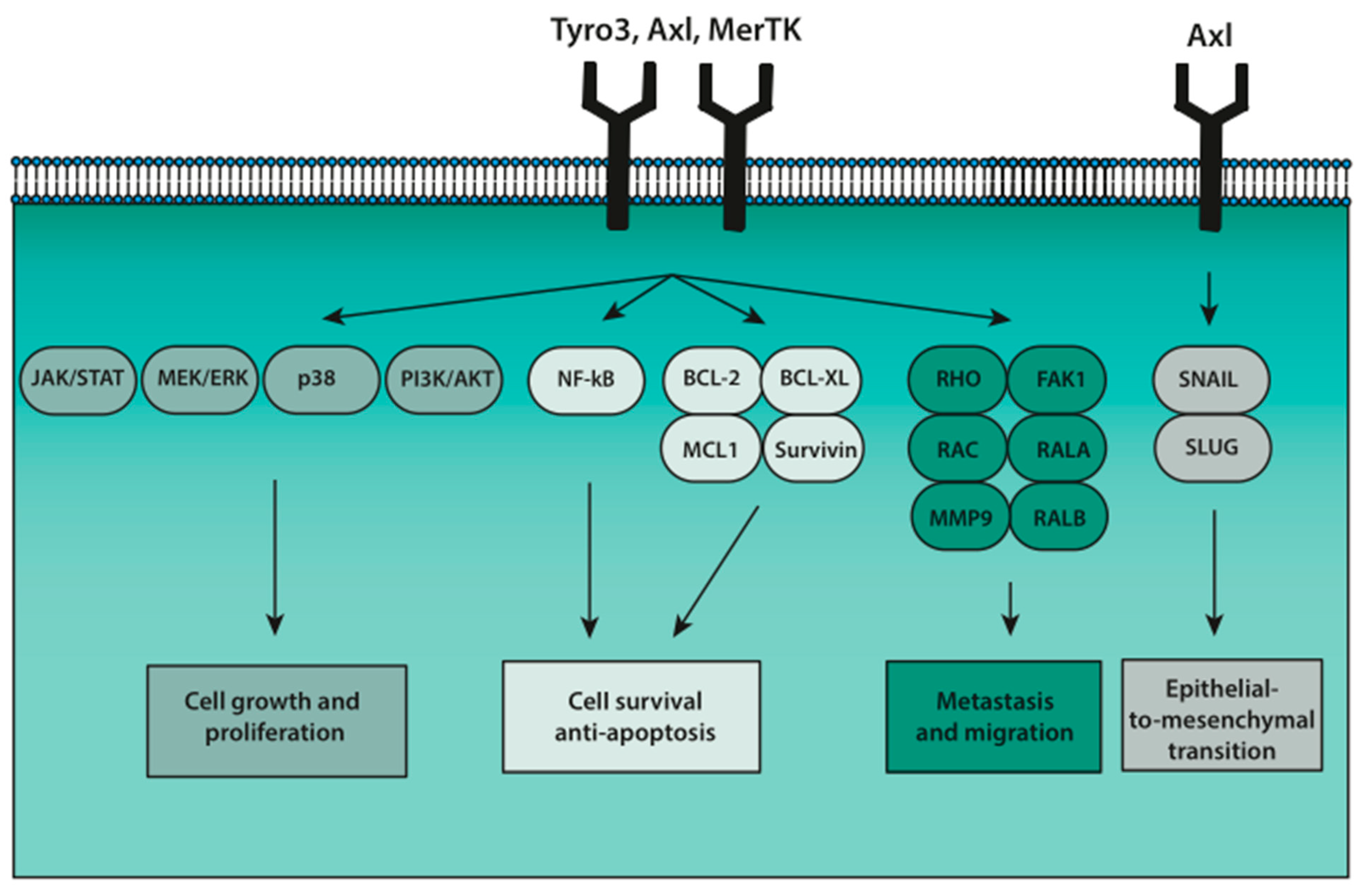 Cancers 13 01195 g001