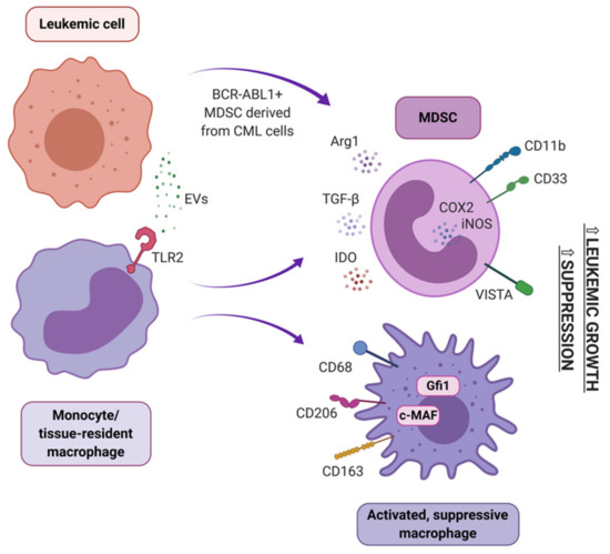 Cancers Free Full Text Immunosuppressive Cell Subsets And Factors In Myeloid Leukemias Html Cancers Free Full Text Immunosuppressive Cell Subsets And Factors In Myeloid Leukemias Html